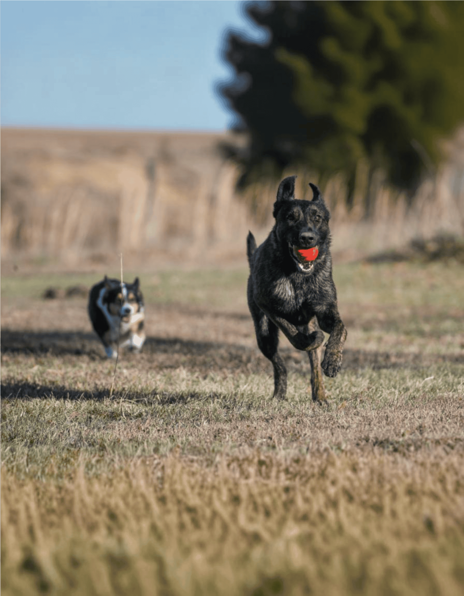 Happy dogs playing fetch in open field, catching ball during outdoor activity.