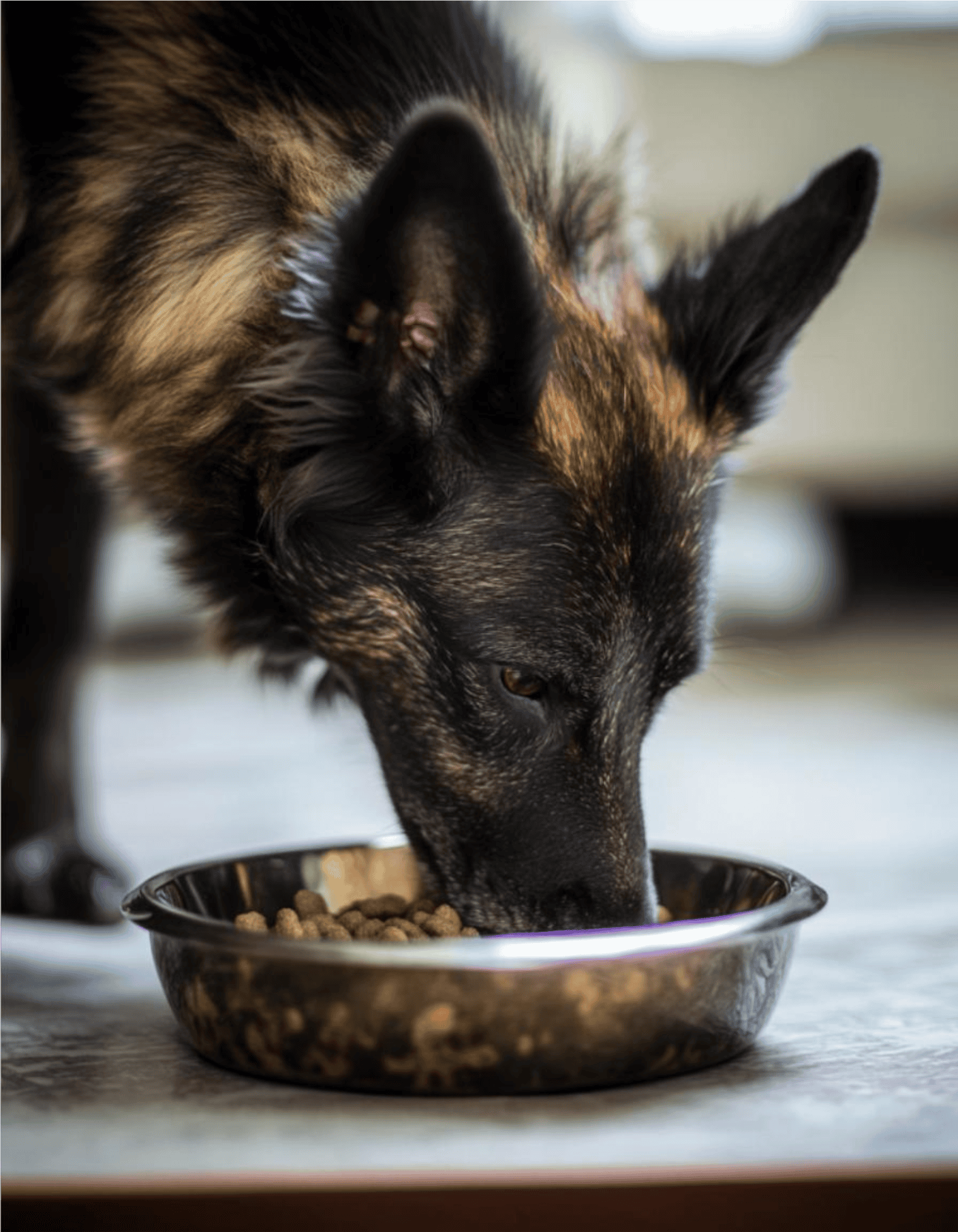 Close-up of a German Shepherd eating kibble from a metal pet bowl on the floor.