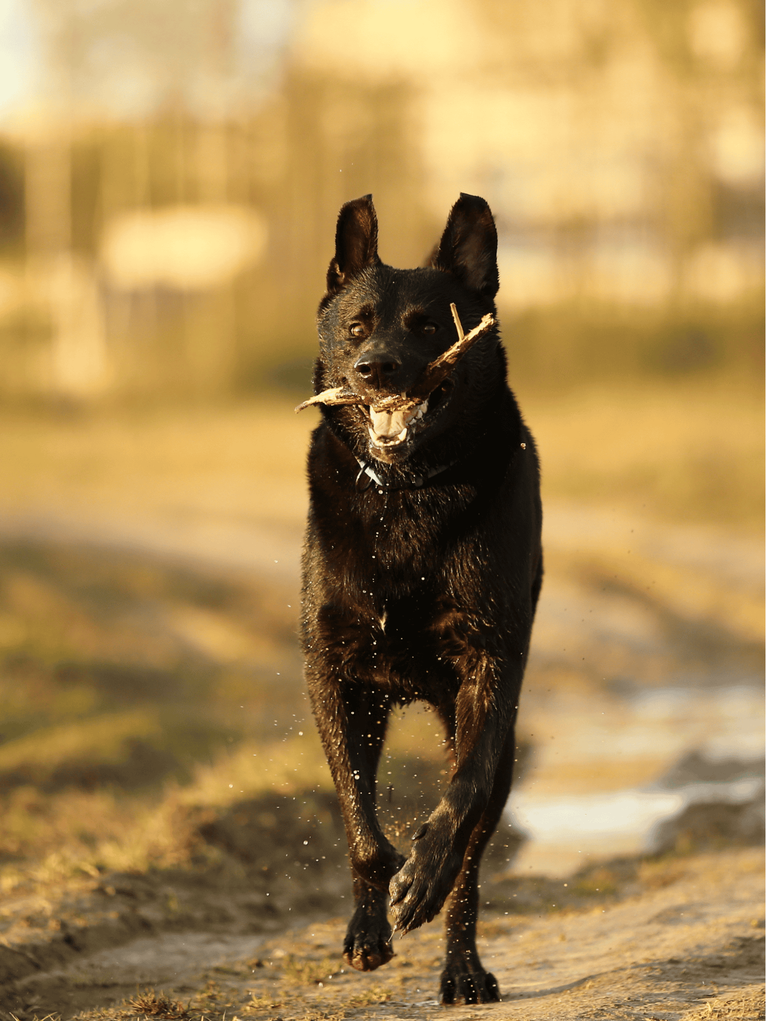 Dutch Shepherd photo 1