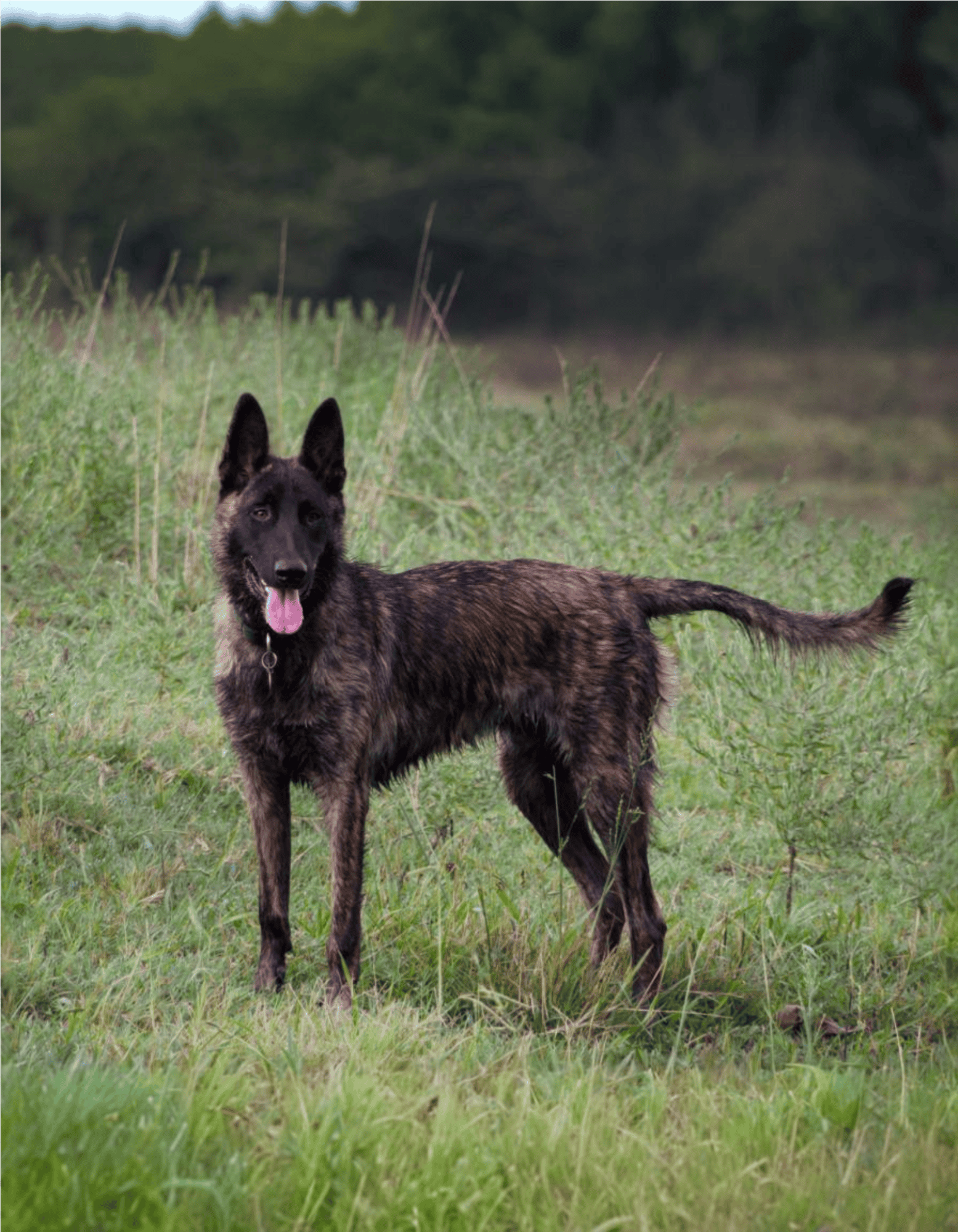 Dutch Shepherd health