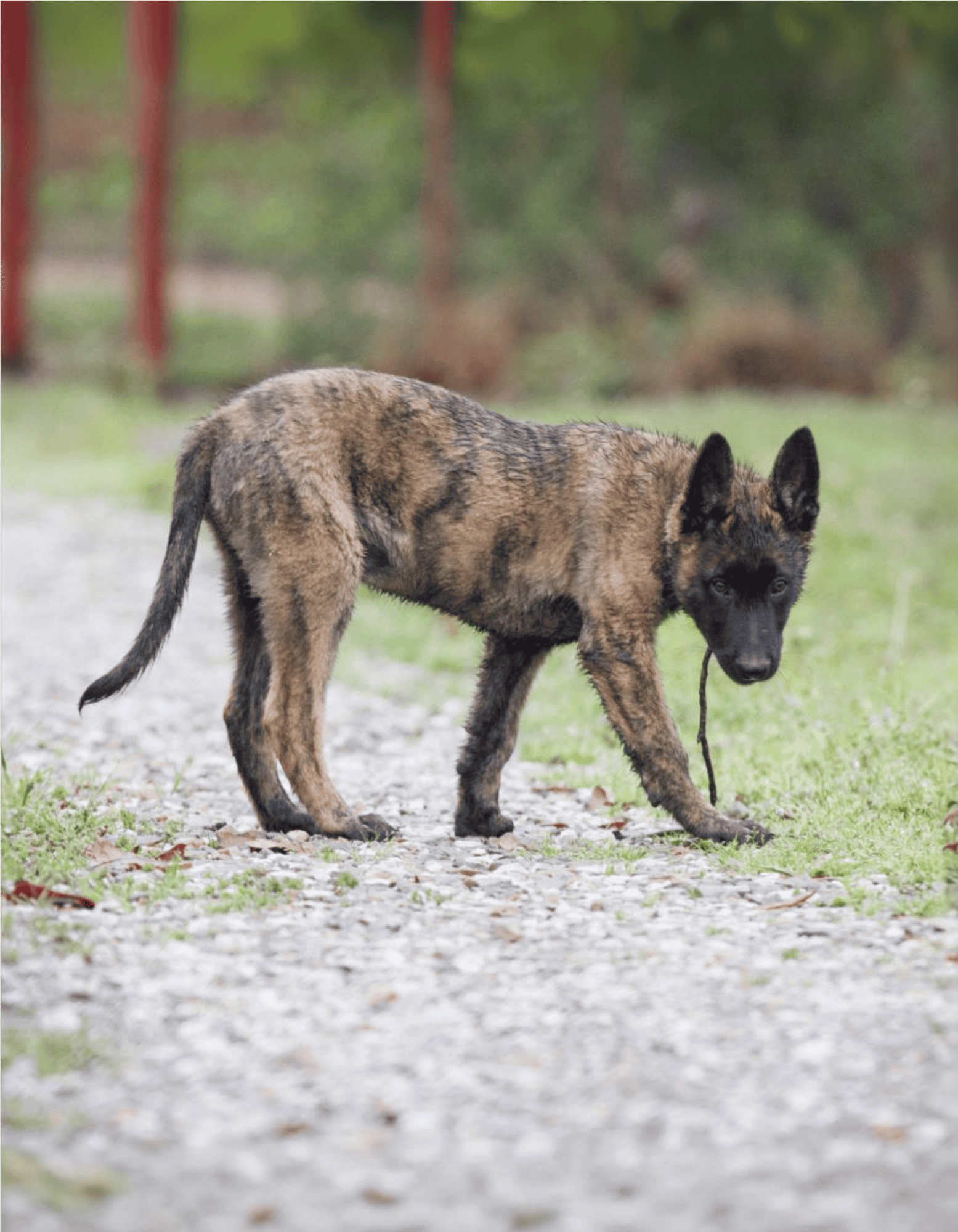 Dutch Shepherd Puppies