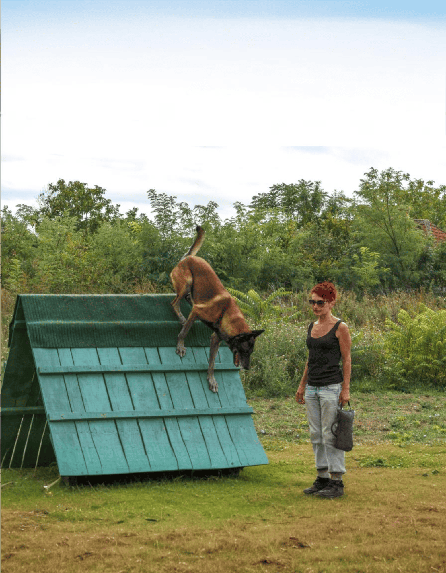 Dog jumping over agility obstacle outdoors.