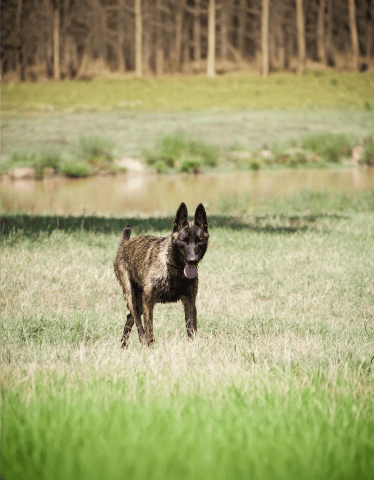 Dutch Shepherds Are Related to Old European Wild Dogs