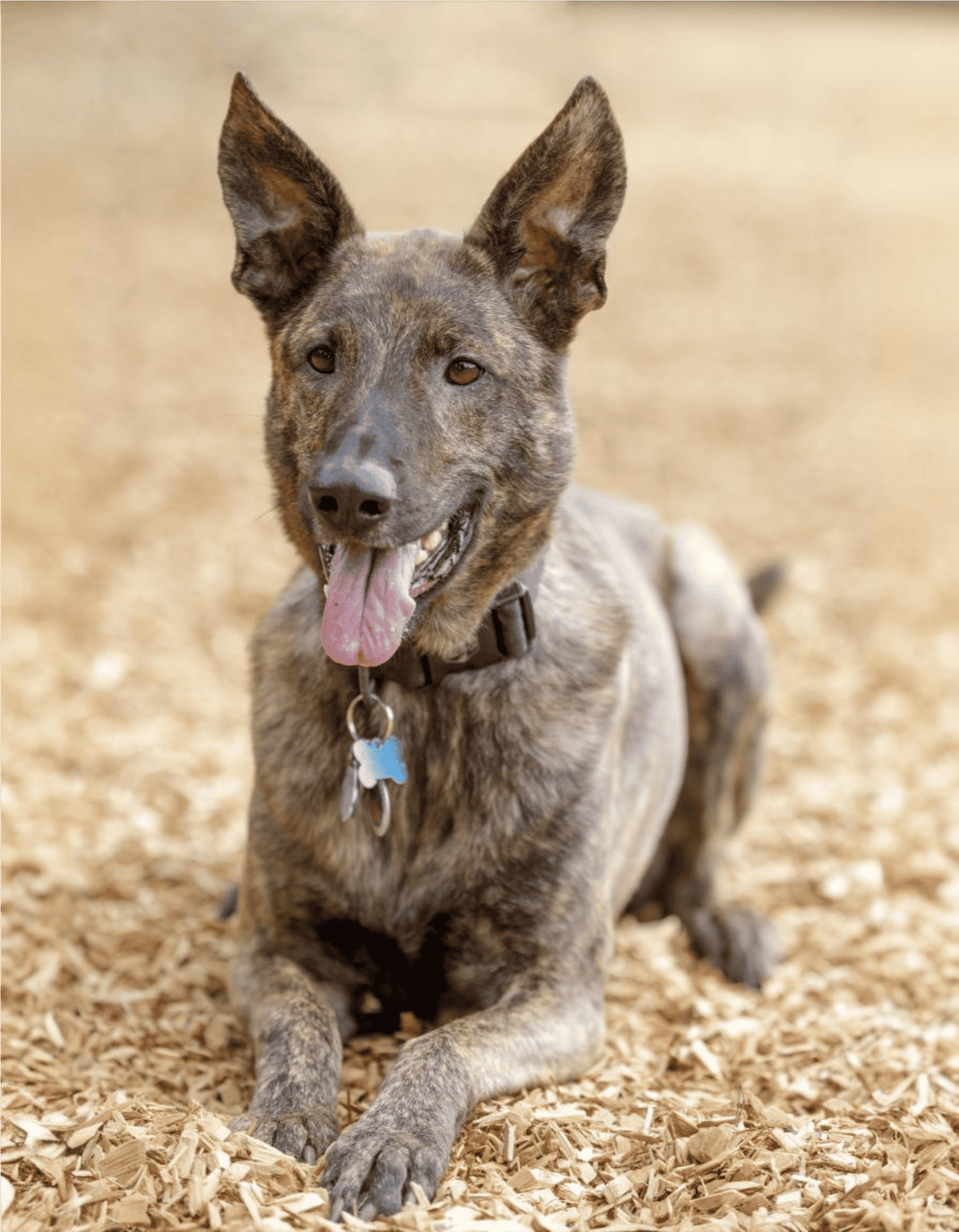 Dutch Shepherds Should Only Be Brindle