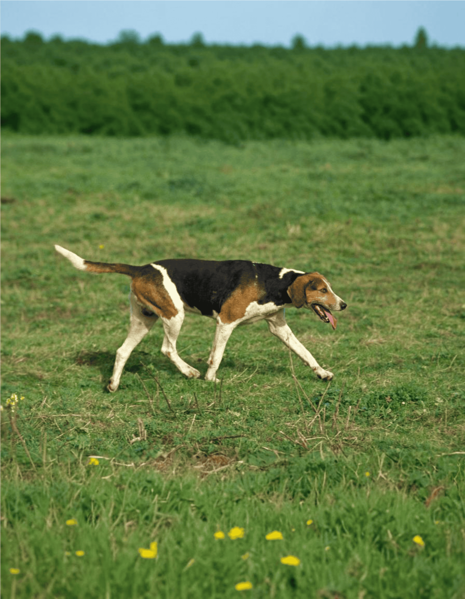 English Foxhound overview