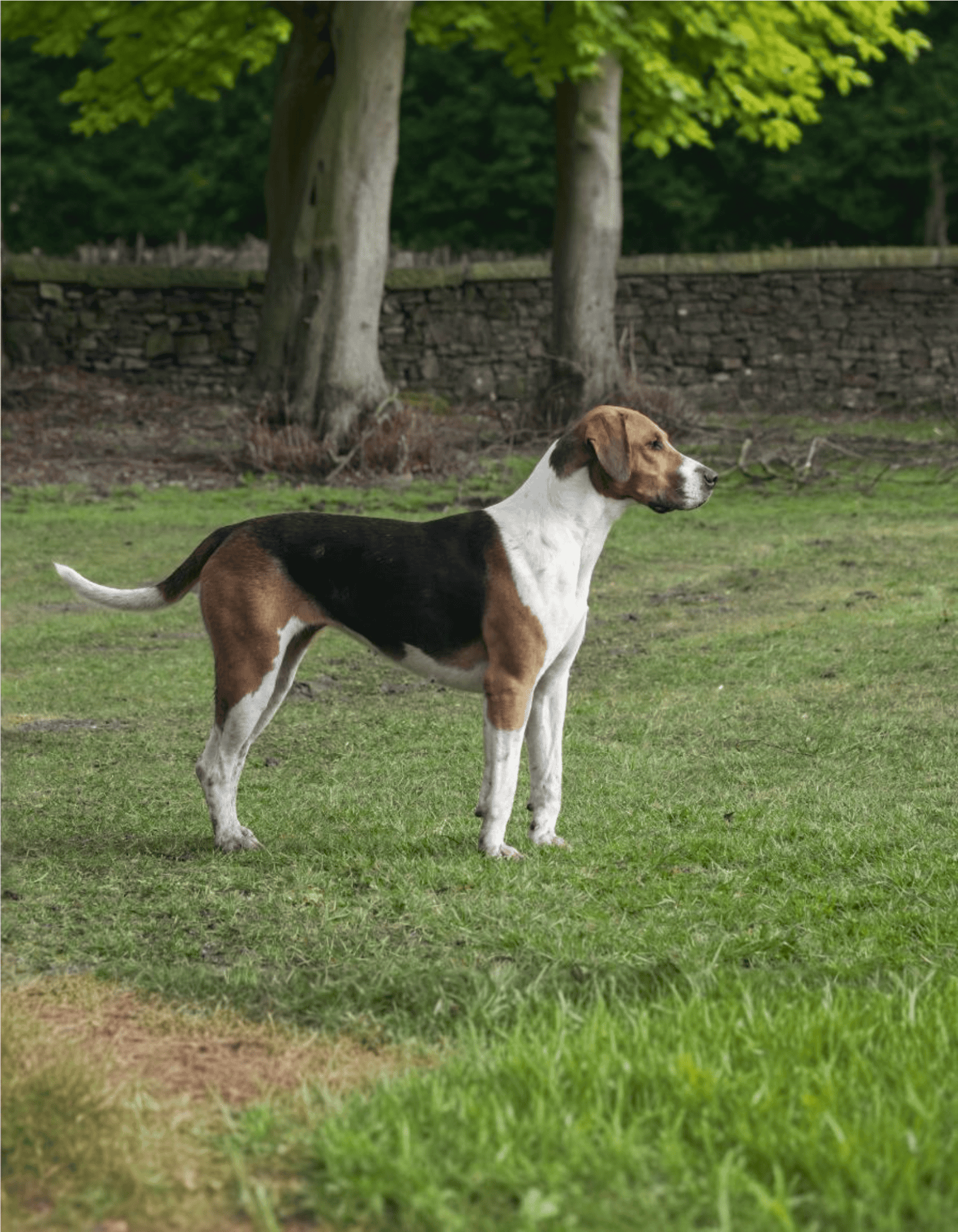 English Foxhound characteristics