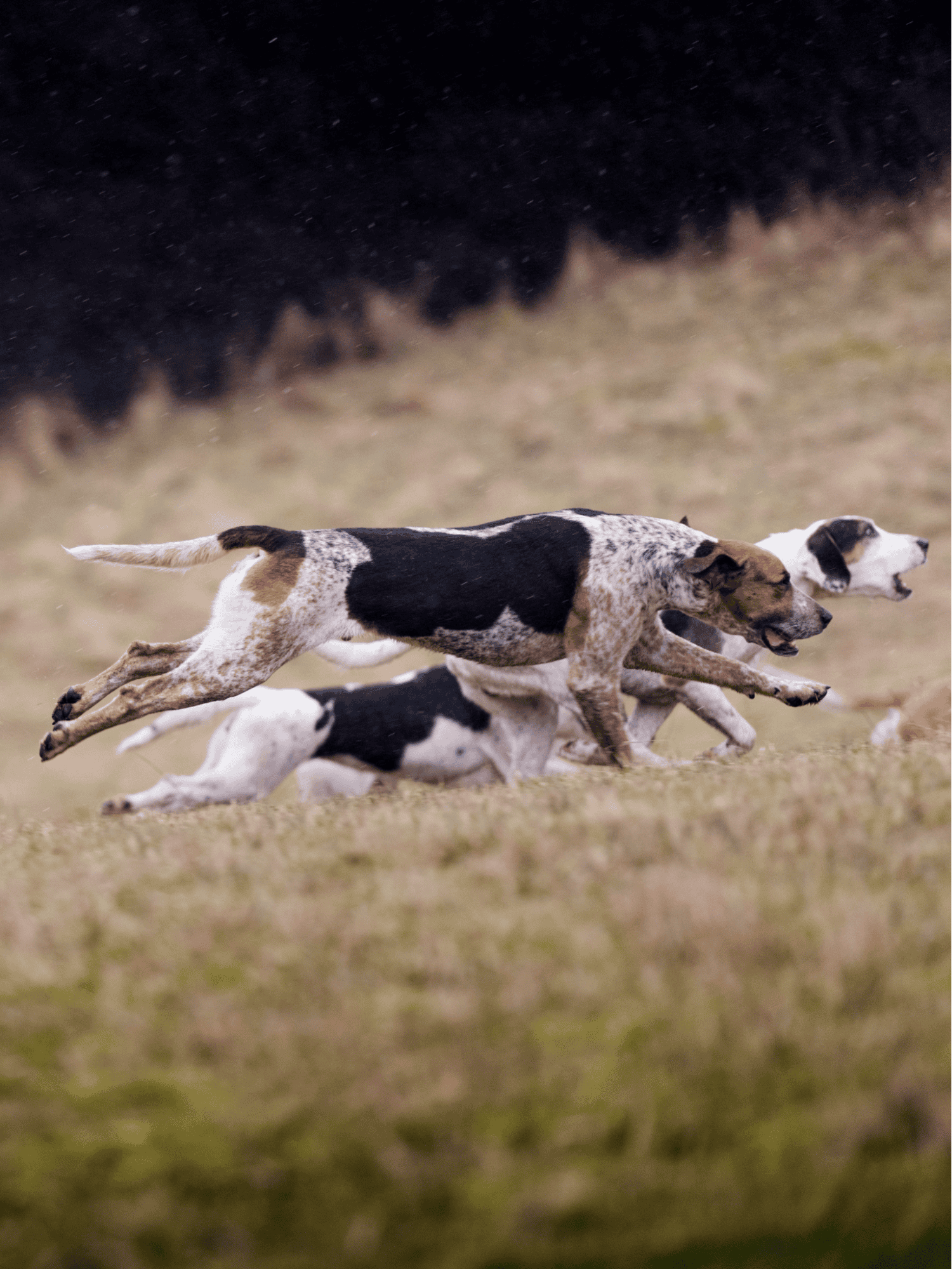 English Foxhound Exercise