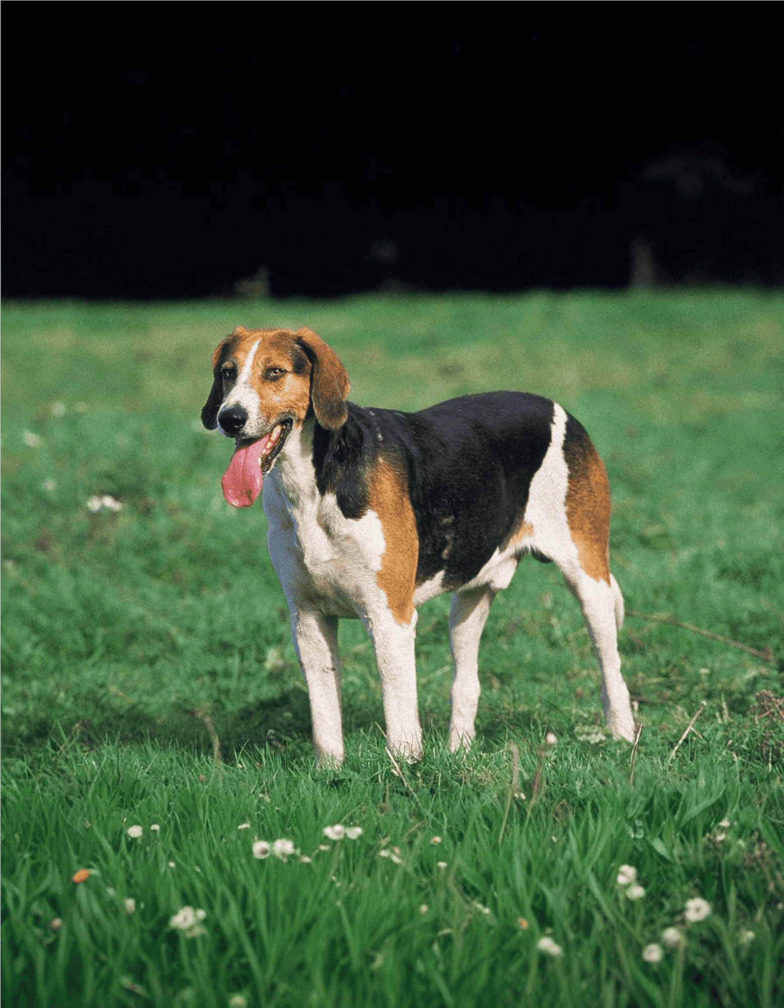 English Foxhound Final Thoughts