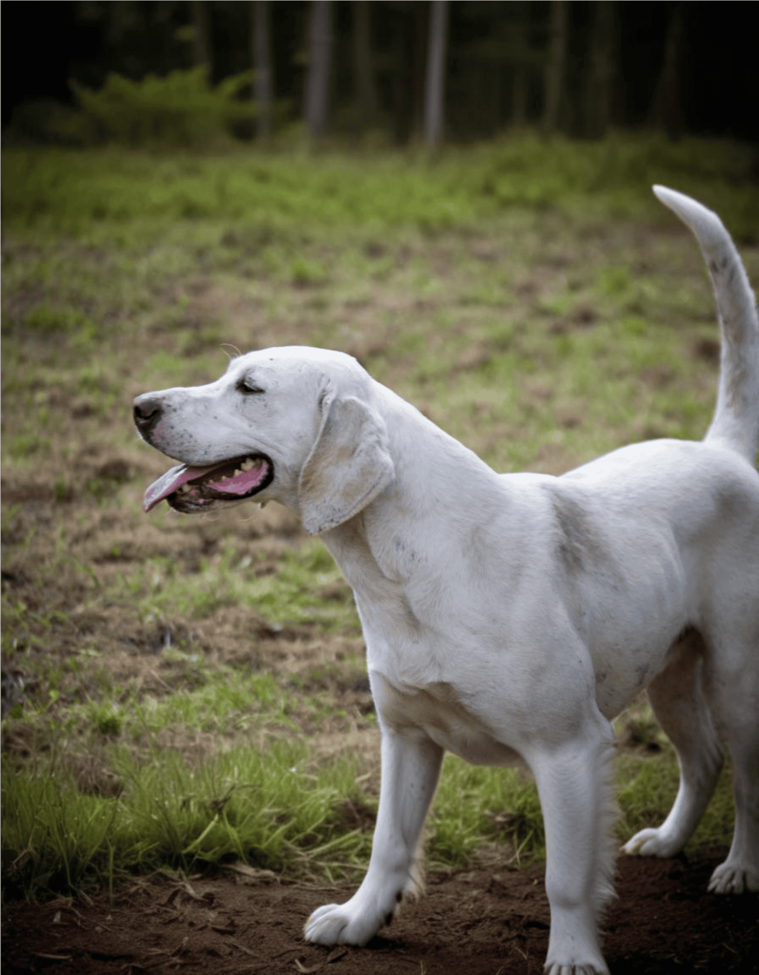 English Foxhound photo 2