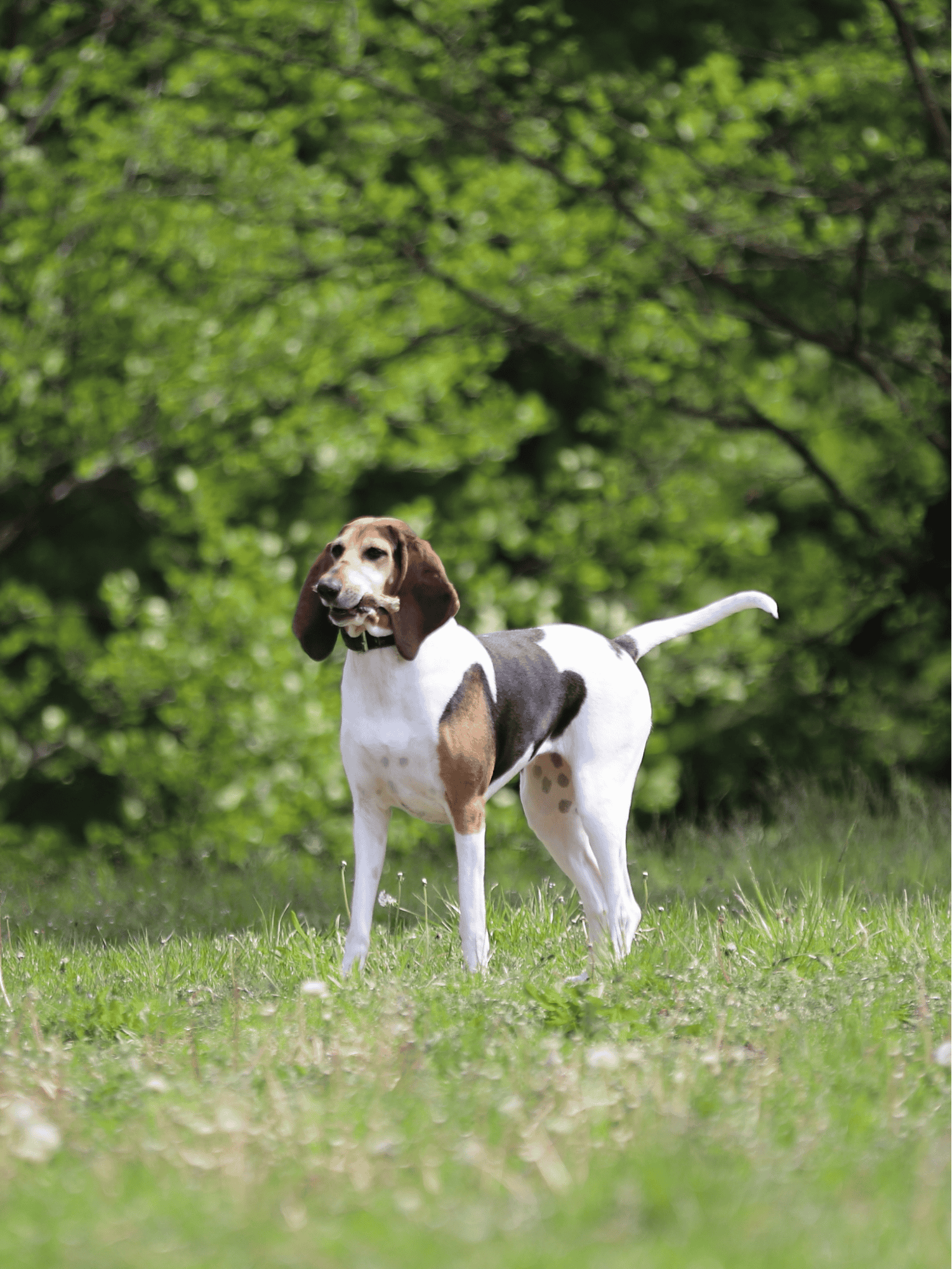 English Foxhound photo 1