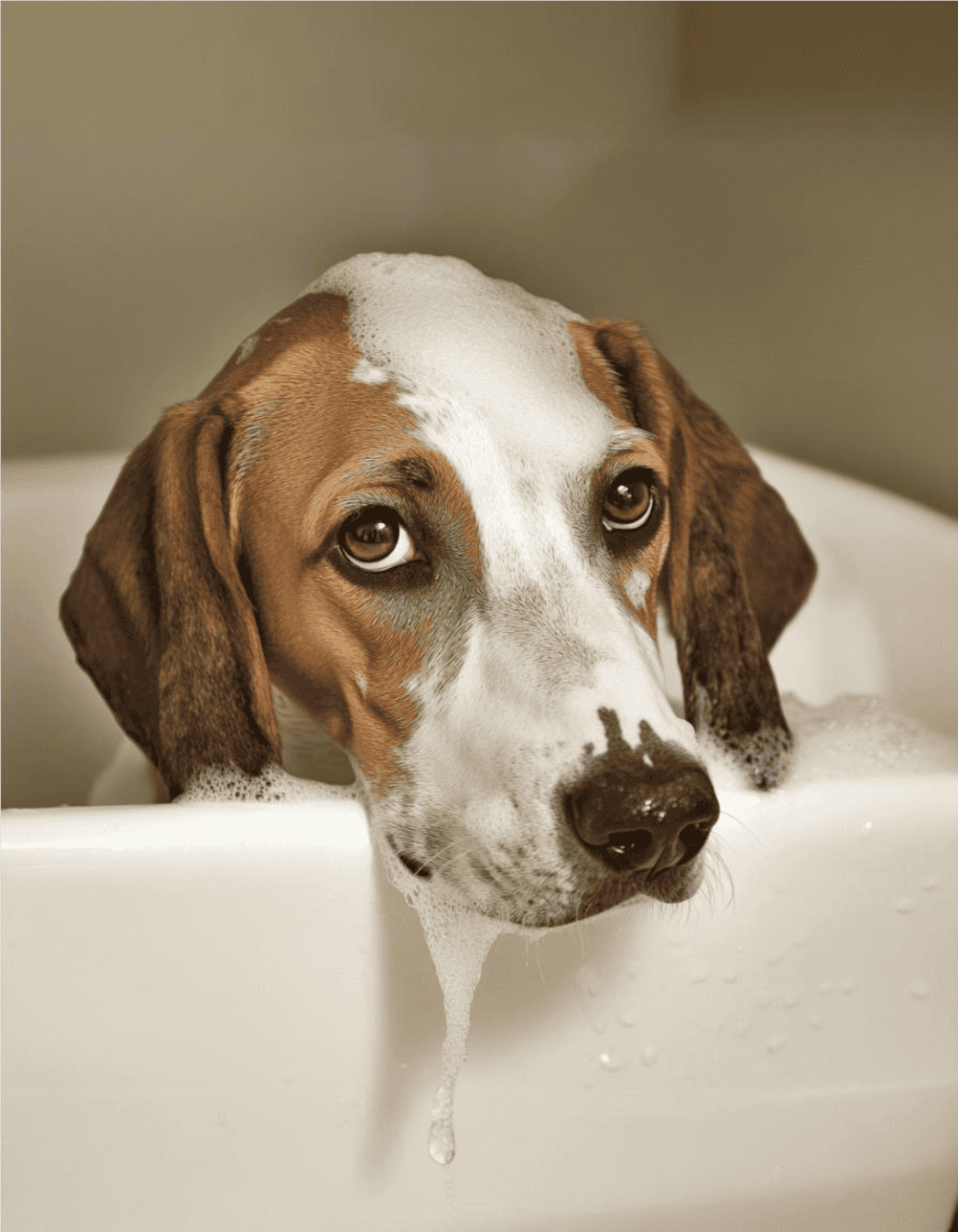 Dog bath with soap suds, hygiene, grooming, pet care, dog grooming services.
