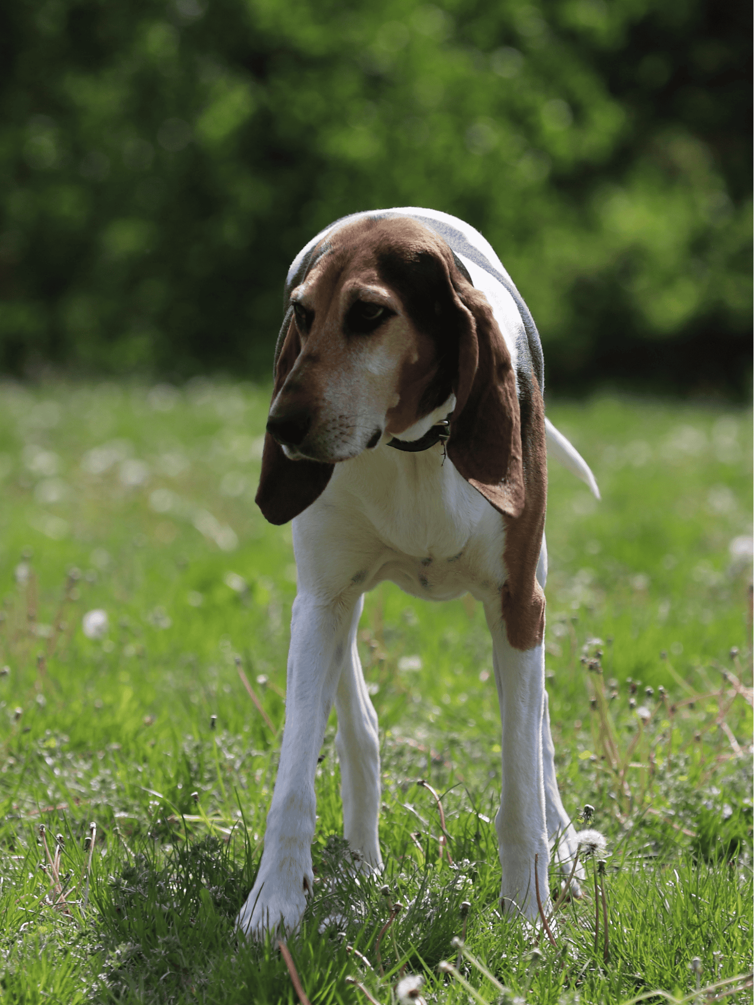 English Foxhound health
