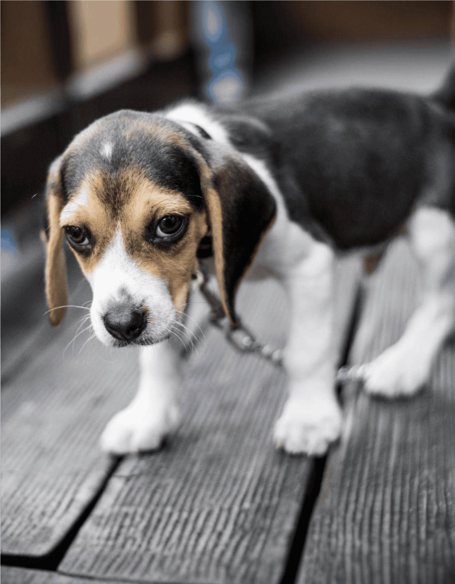 English Foxhound Puppies