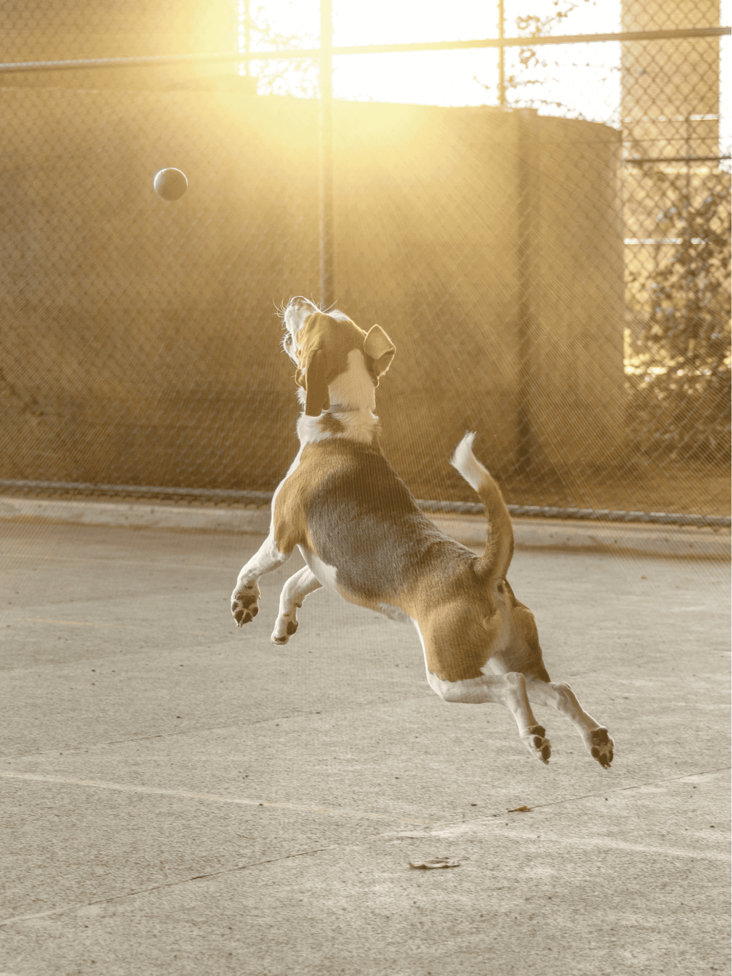 English Foxhound Training