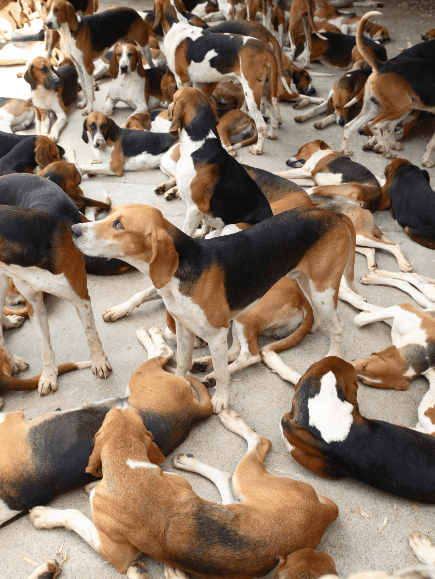 English Foxhounds were Bred to Live and Work in a Pack