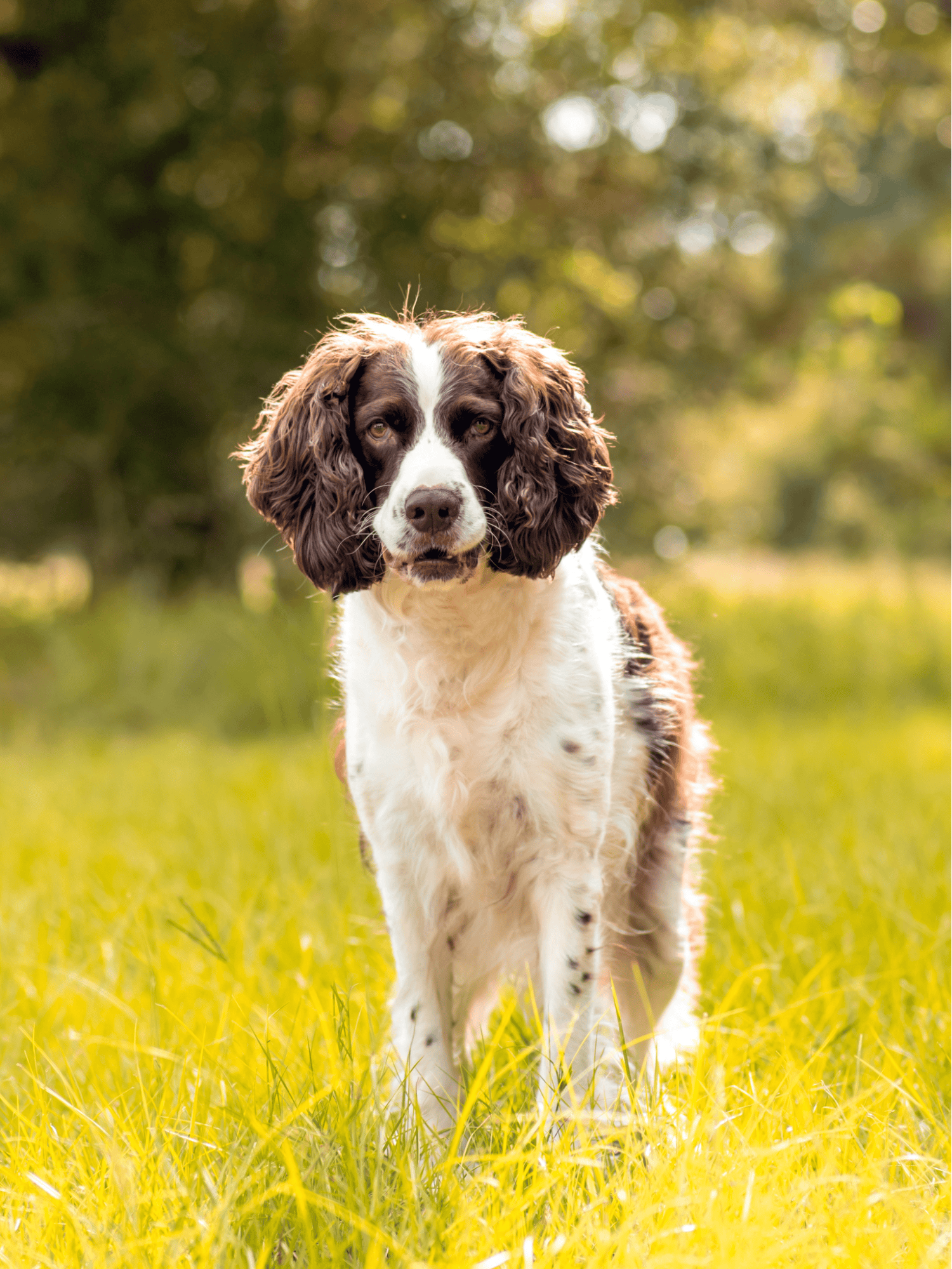 English Springer Spaniel overview