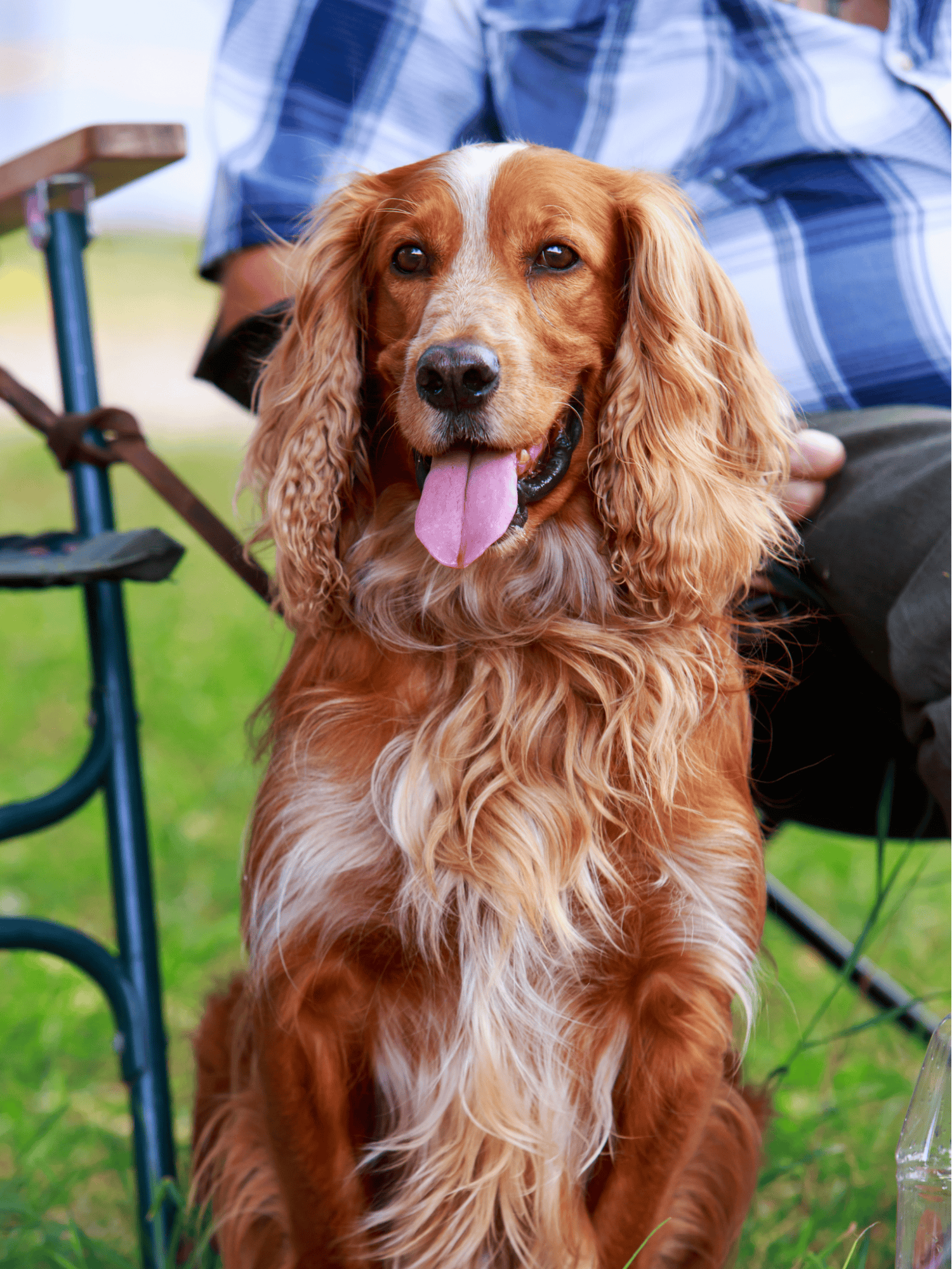 English Springer Spaniel characteristics