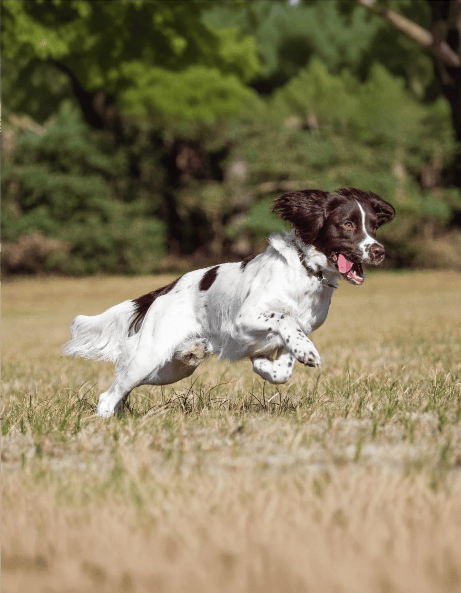 English Springer Spaniel Exercise