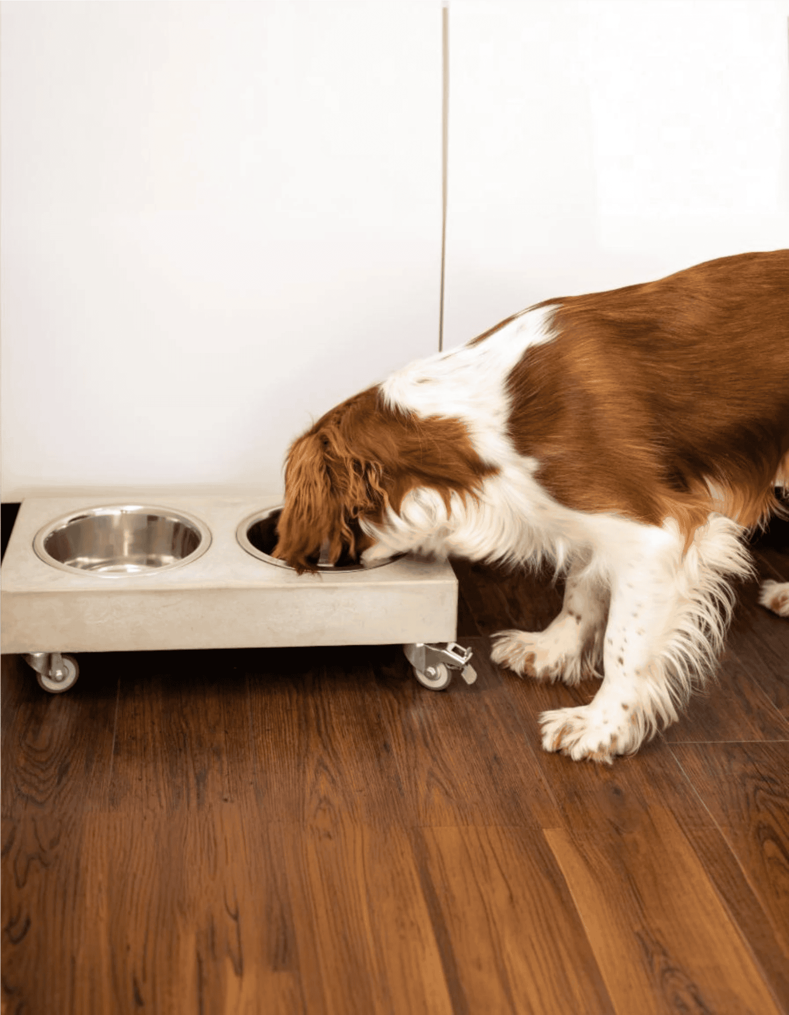 English Springer Spaniel Food & Diet Requirements