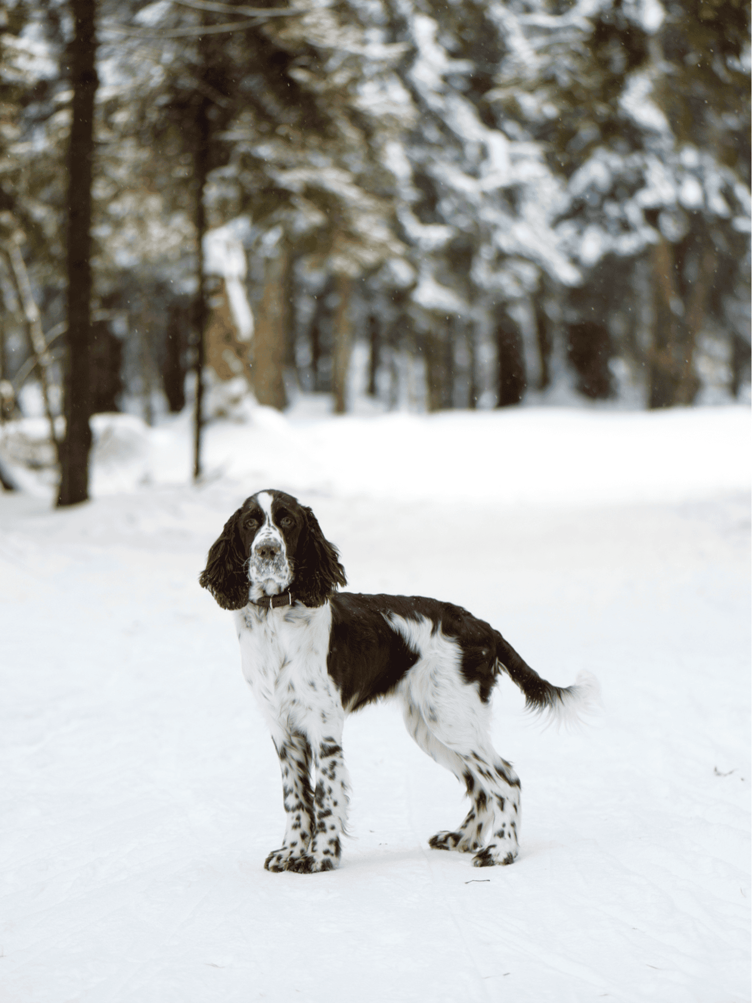 English Springer Spaniel photo 1