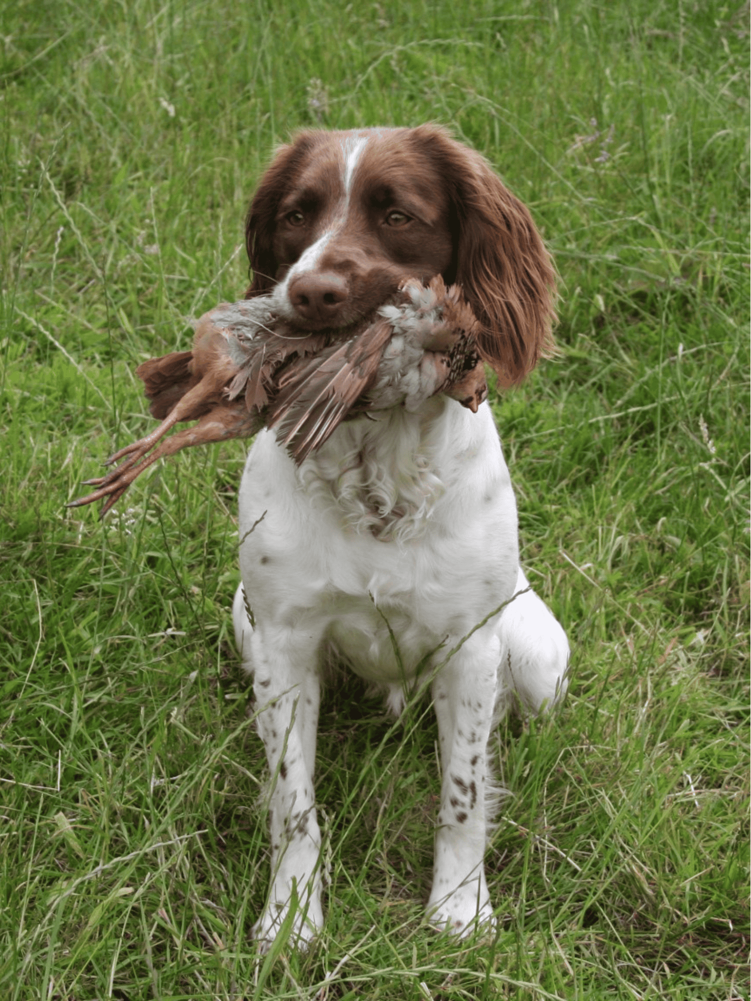 Dog holding a bird in mouth, outdoor grassy setting and hunting or retrieval activity.