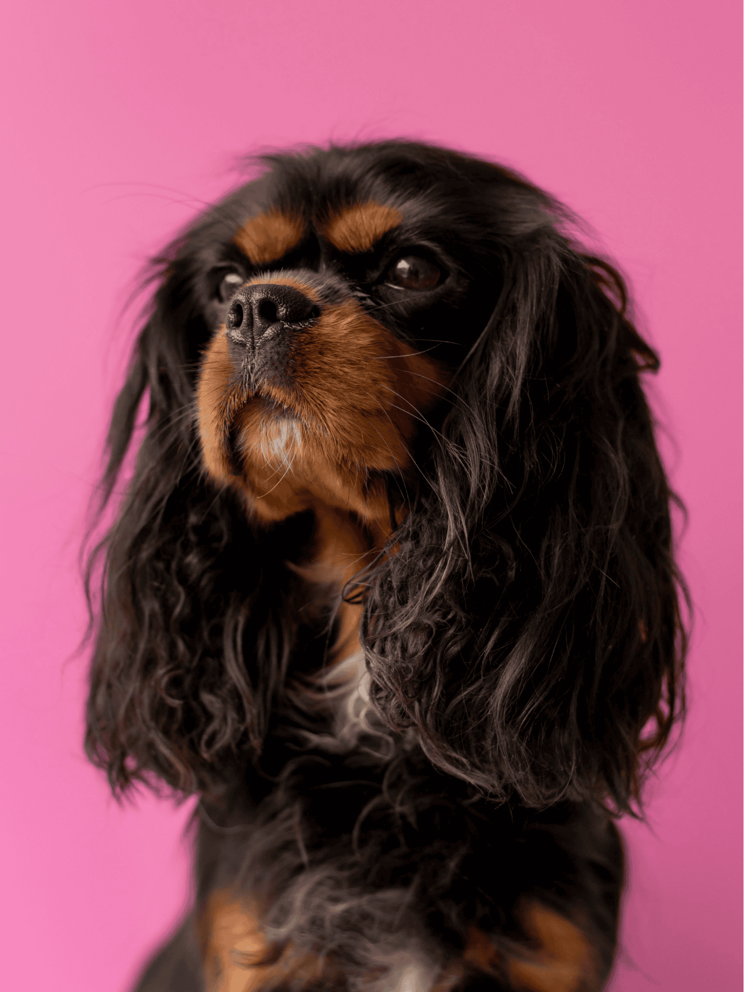 English Toy Spaniel characteristics