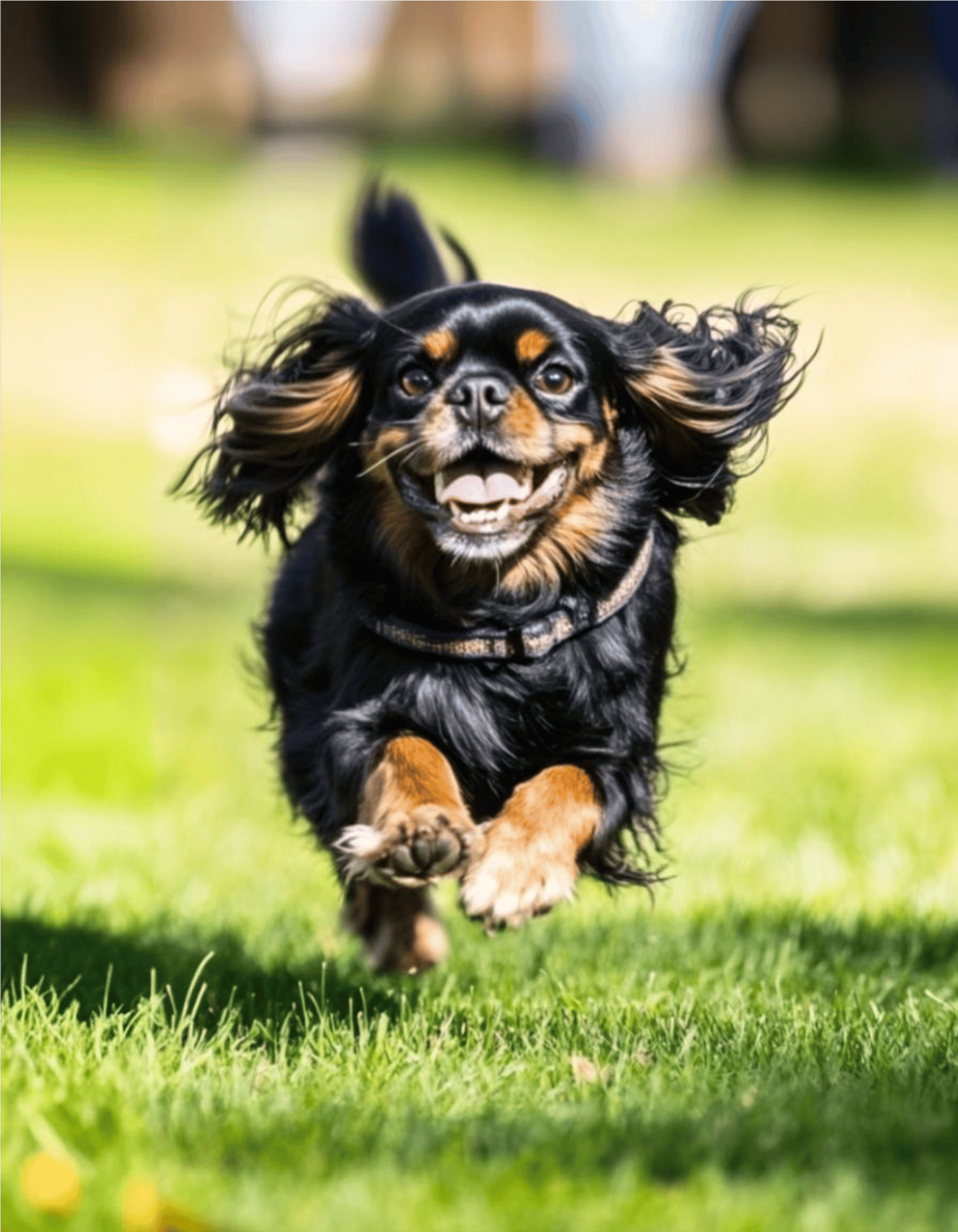 Playful dog running in green grass with joyful expression, showcasing active dog care and outdoor pet activities.