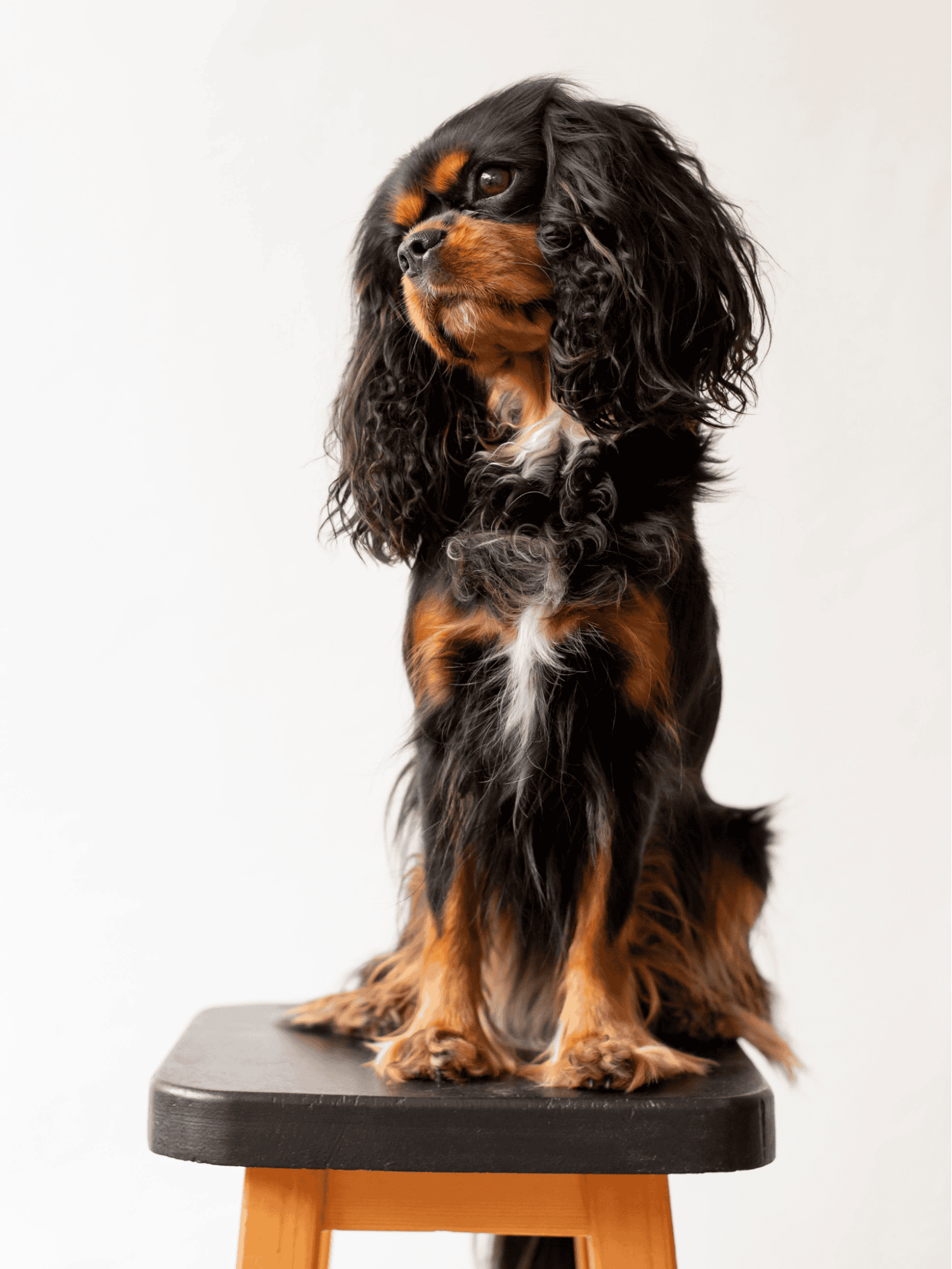 English Toy Spaniel photo 1