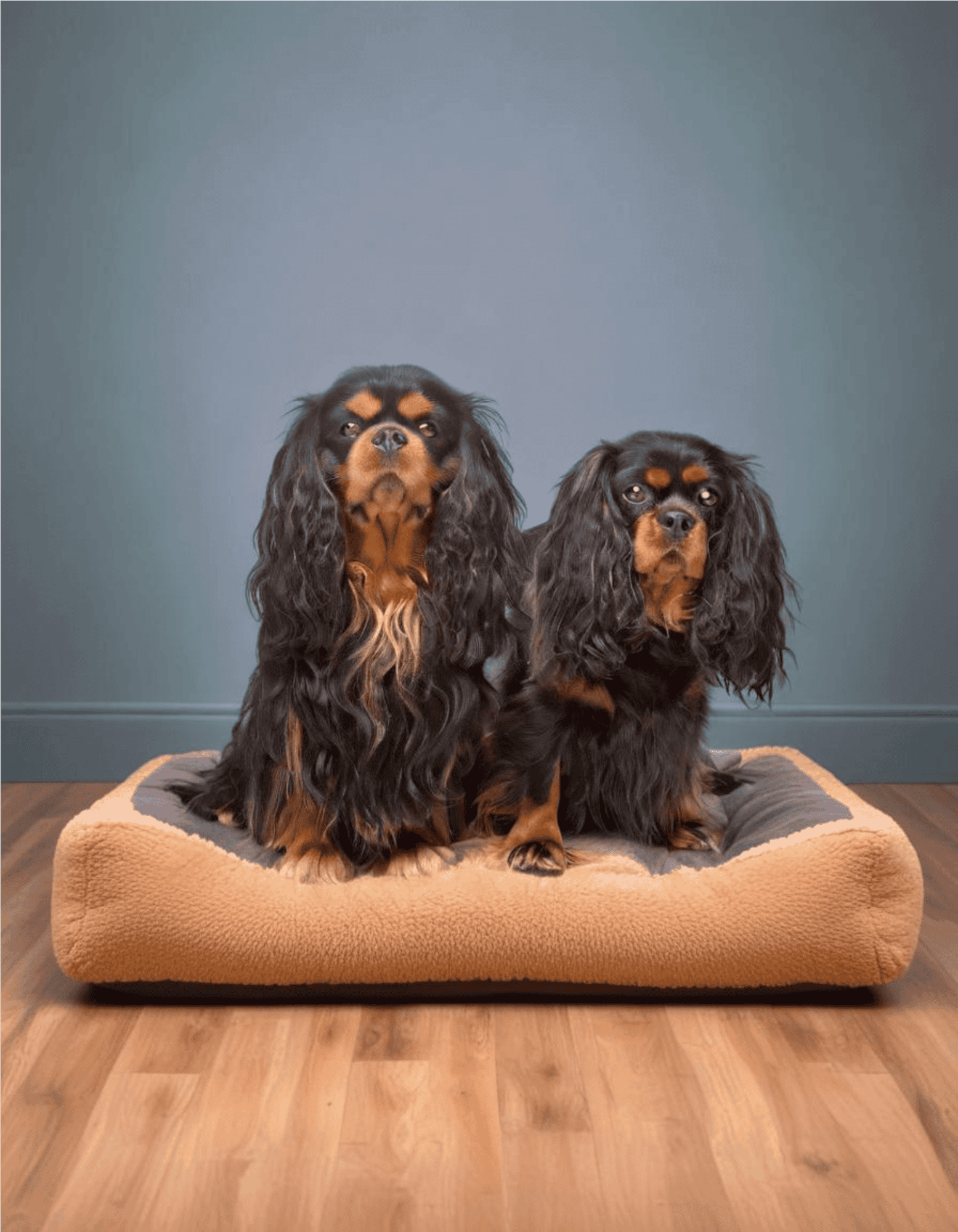 English Toy Spaniel Male Vs. Female