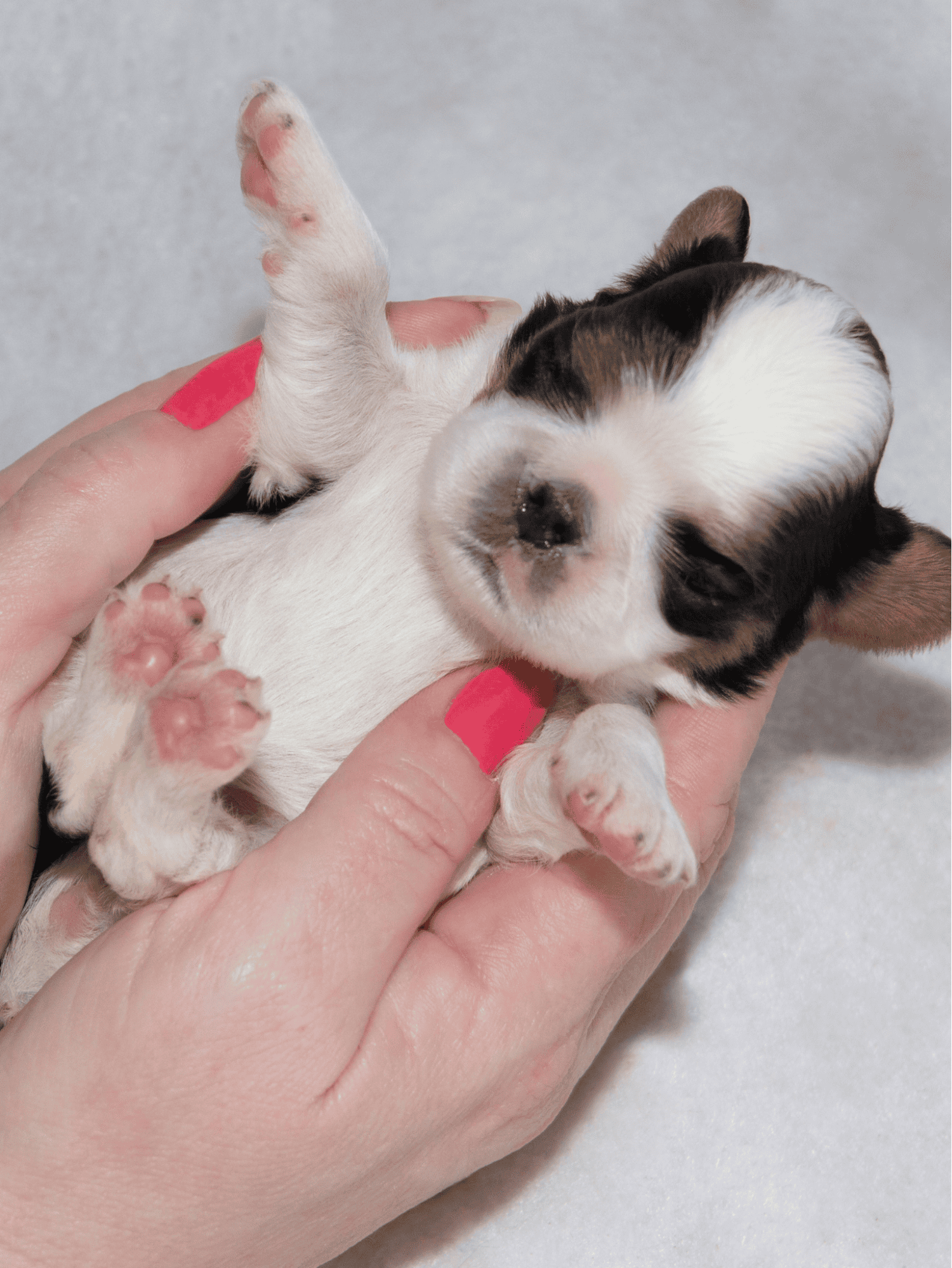 English Toy Spaniel Puppies
