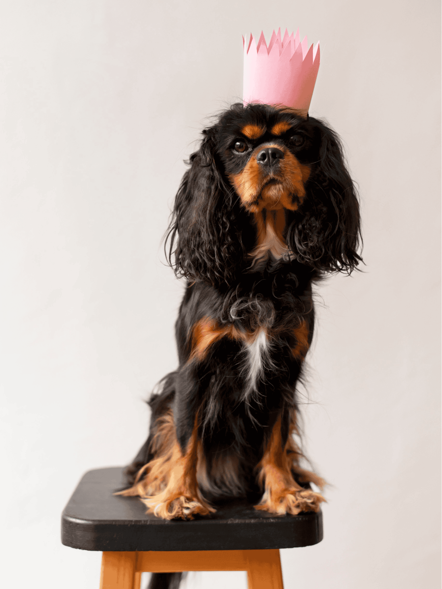 Adorable dog with a playful crown, perfect for dog care and pet photos.