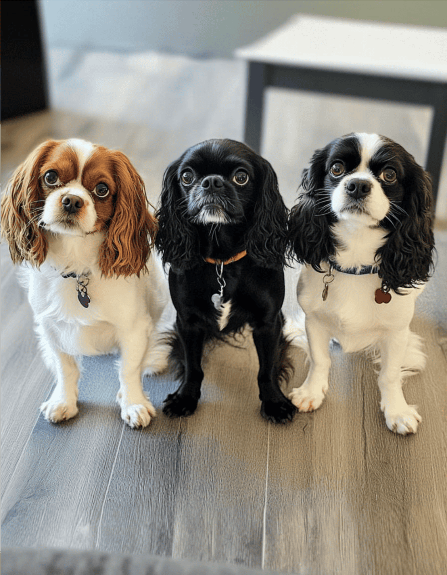 Adorable spaniels for pet care, dog grooming, and dog training services at Dogfix.com.