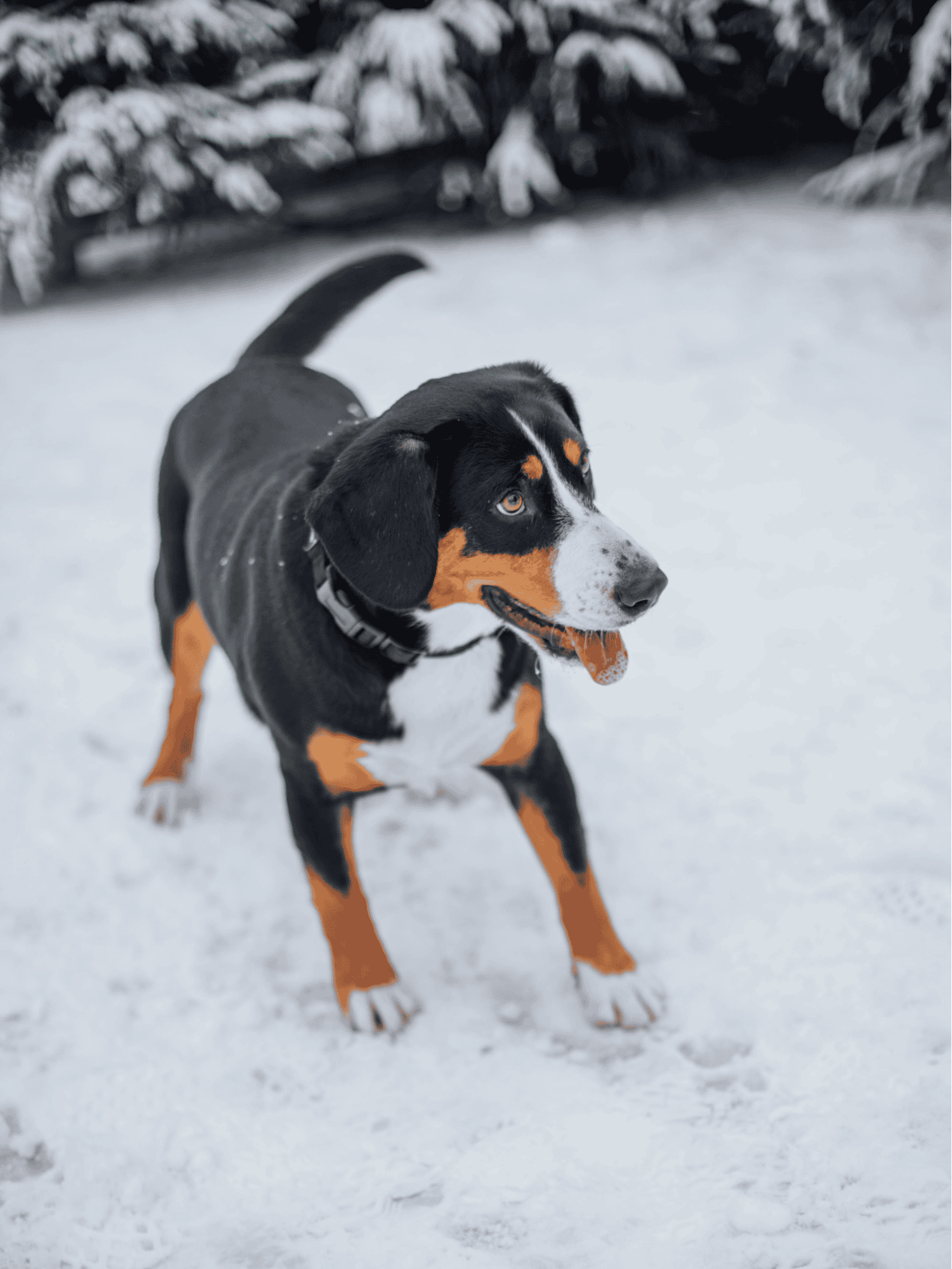 Entlebucher Mountain Dog overview