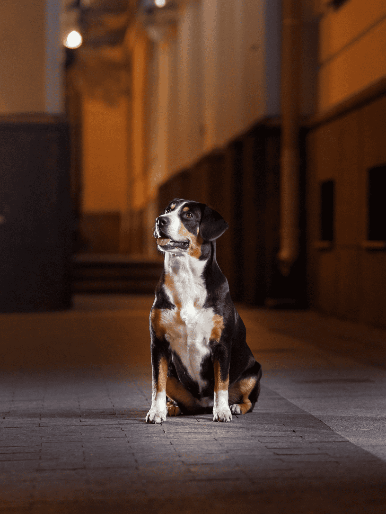 Entlebucher Mountain Dog characteristics
