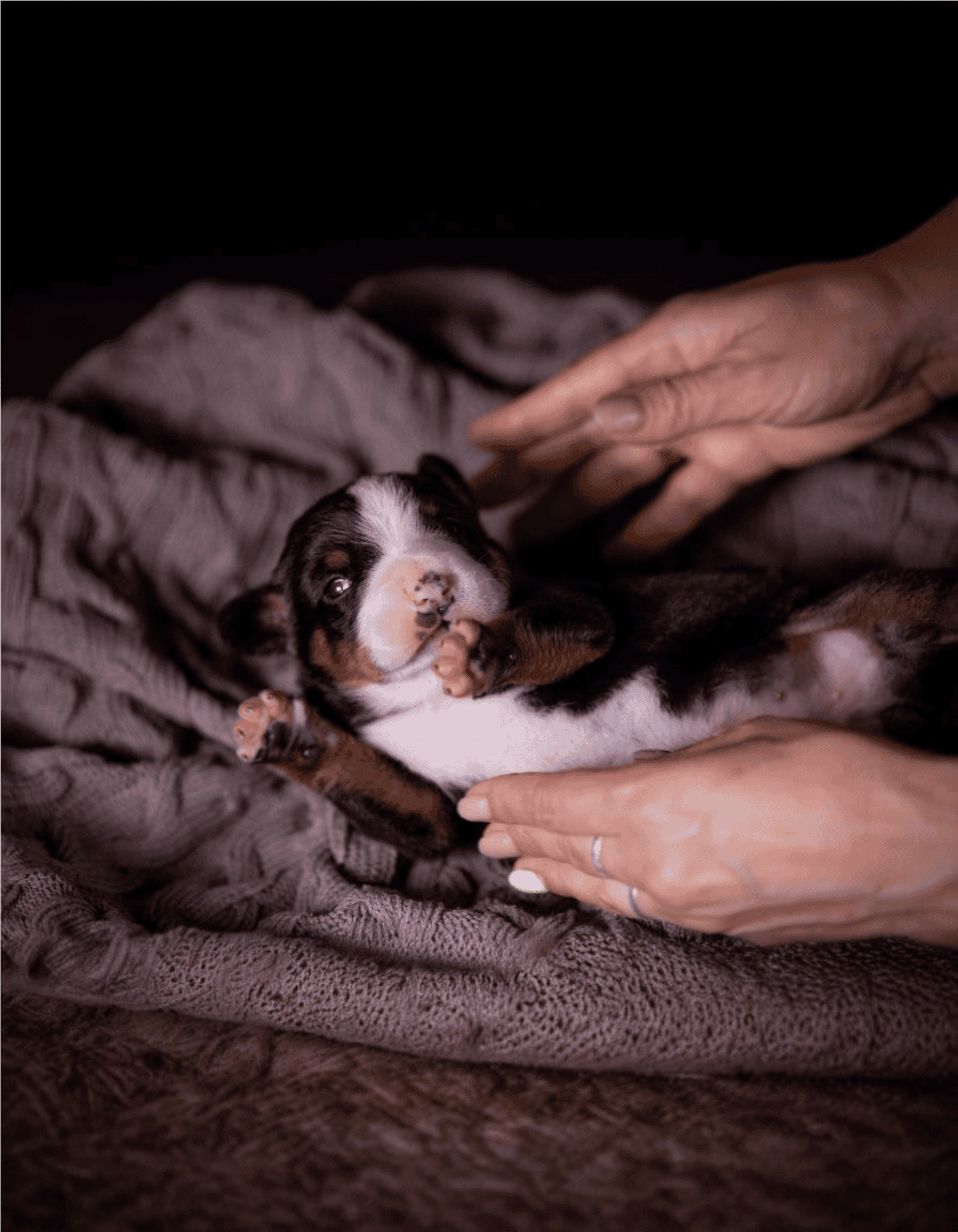 Adorable puppy being gently held and comforted, highlighting puppy care, training, and early stages of dog development.
