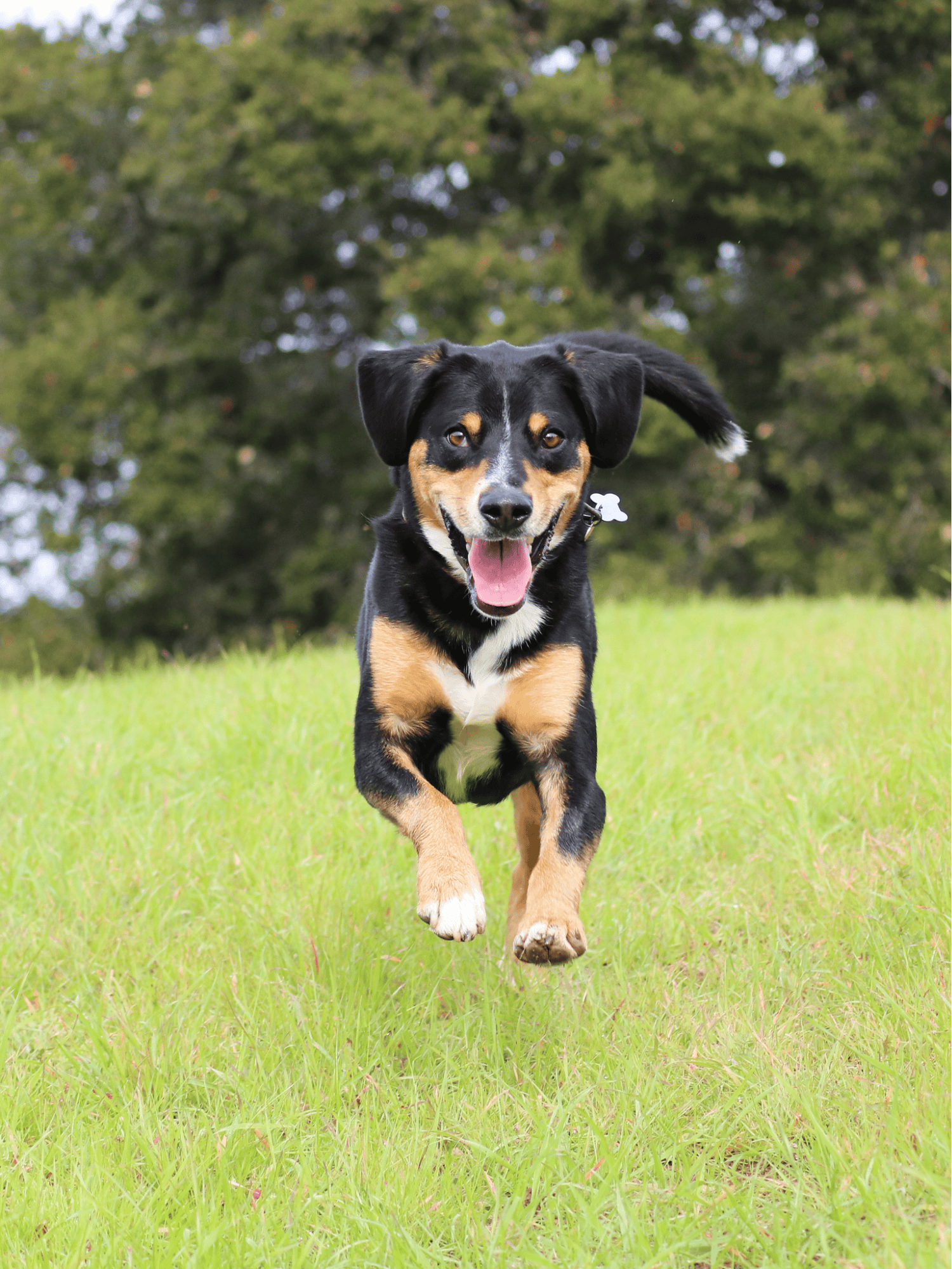 Happy adventurous dog running across green grass in park.