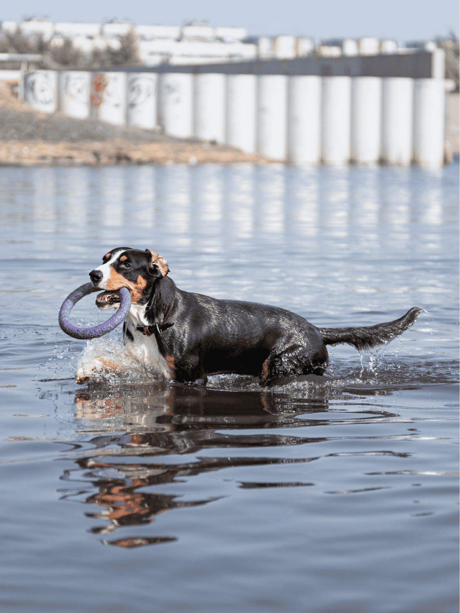 Entlebucher Mountain Dog photo 3