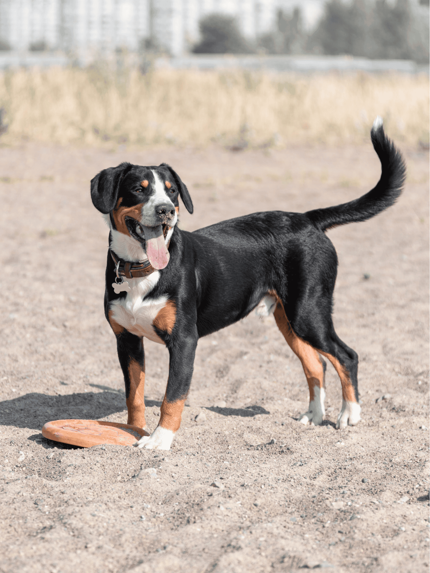 Entlebucher Mountain Dog health
