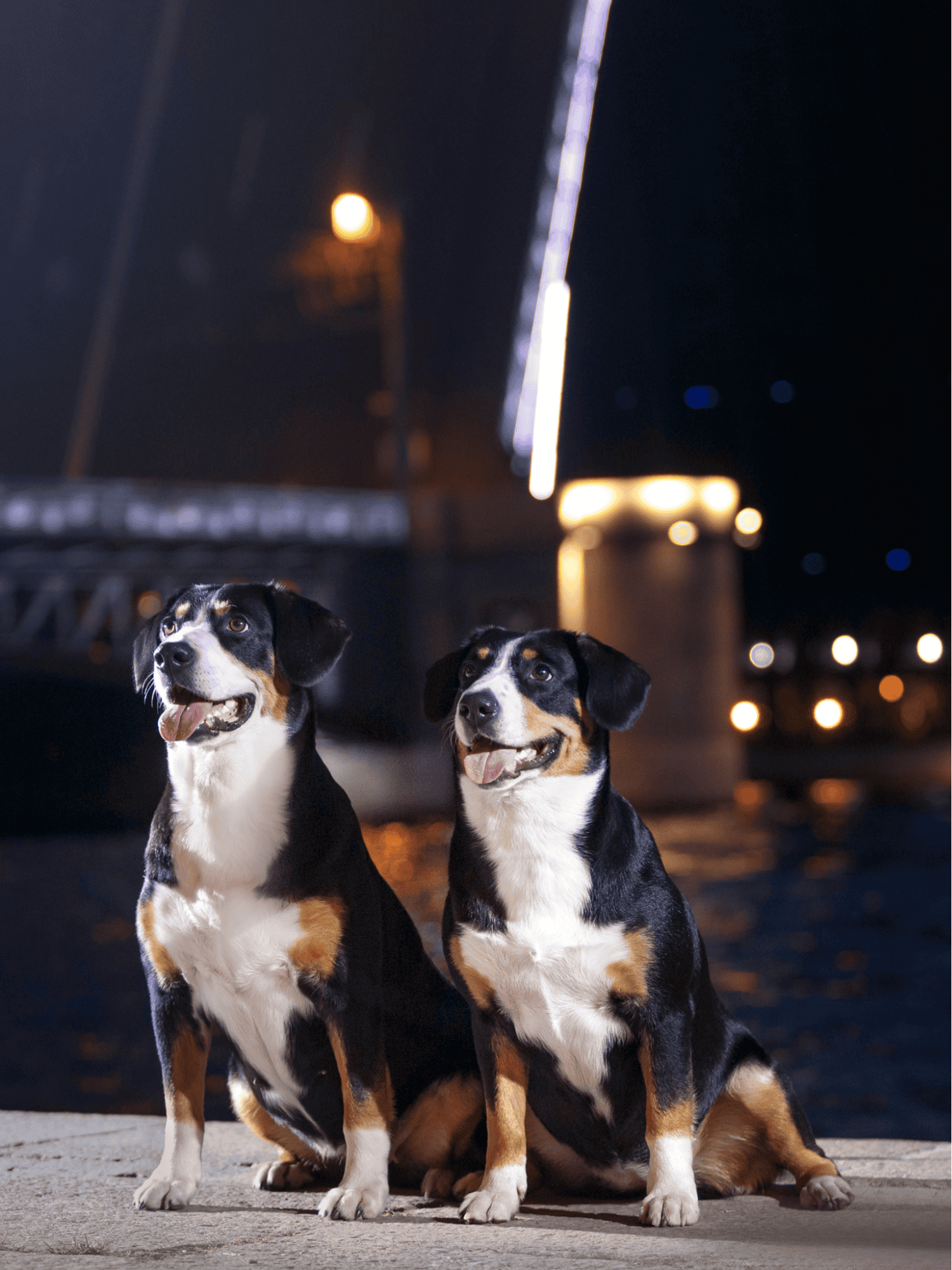 Adorable tricolor dogs sitting by the waterfront at night.