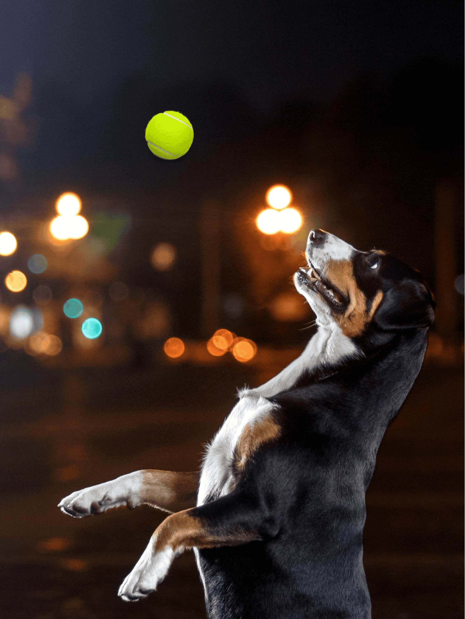 Dogfix.com pet training and play tips for dogs of all ages.