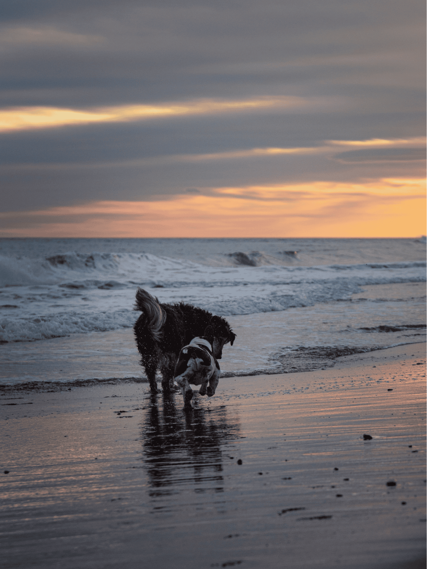 Adorable dogs playing in the ocean on the beach at sunset, happy and active pets.