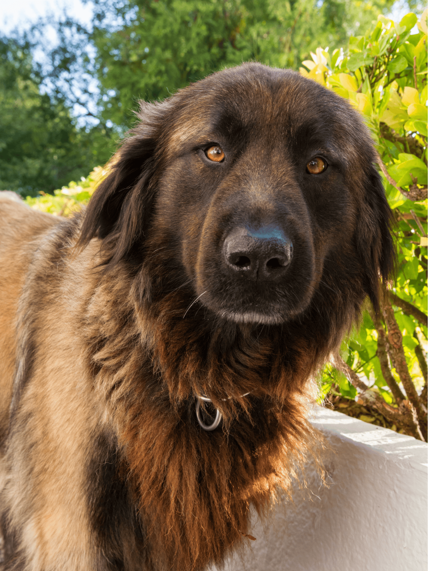 Estrela Mountain Dog characteristics