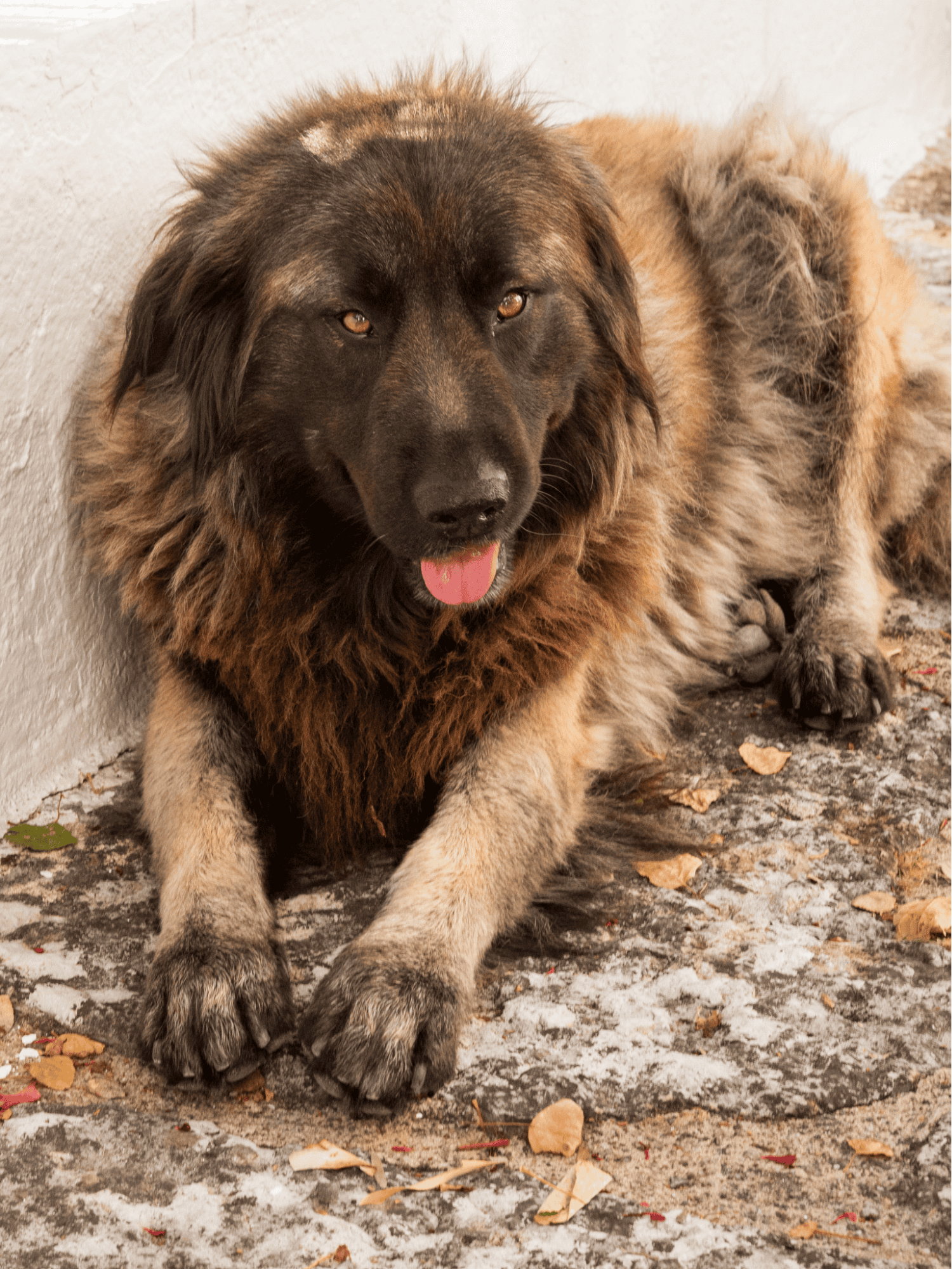 Estrela Mountain Dogs Have Double Dewclaws