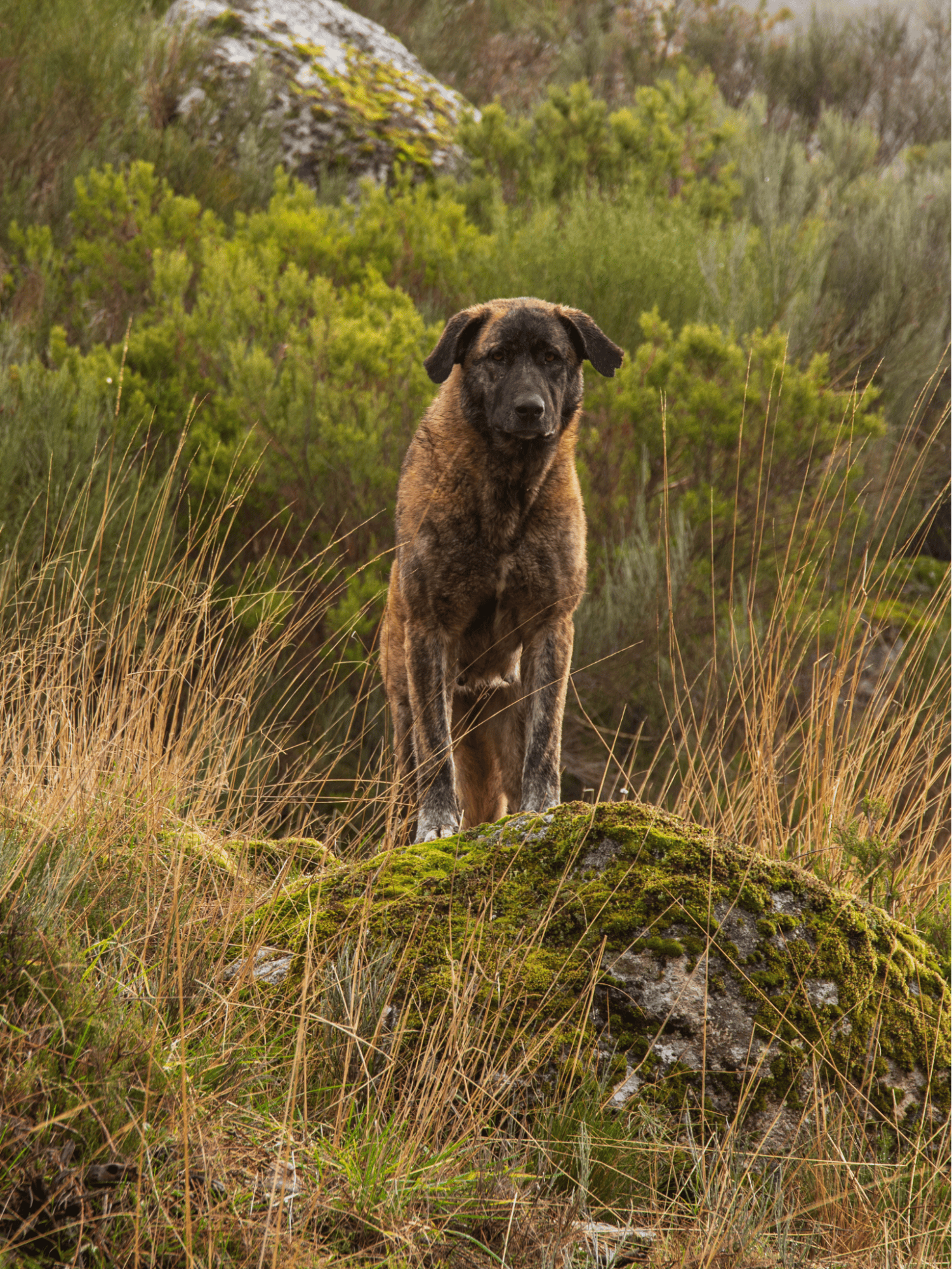 Estrela Mountain Dog photo 1