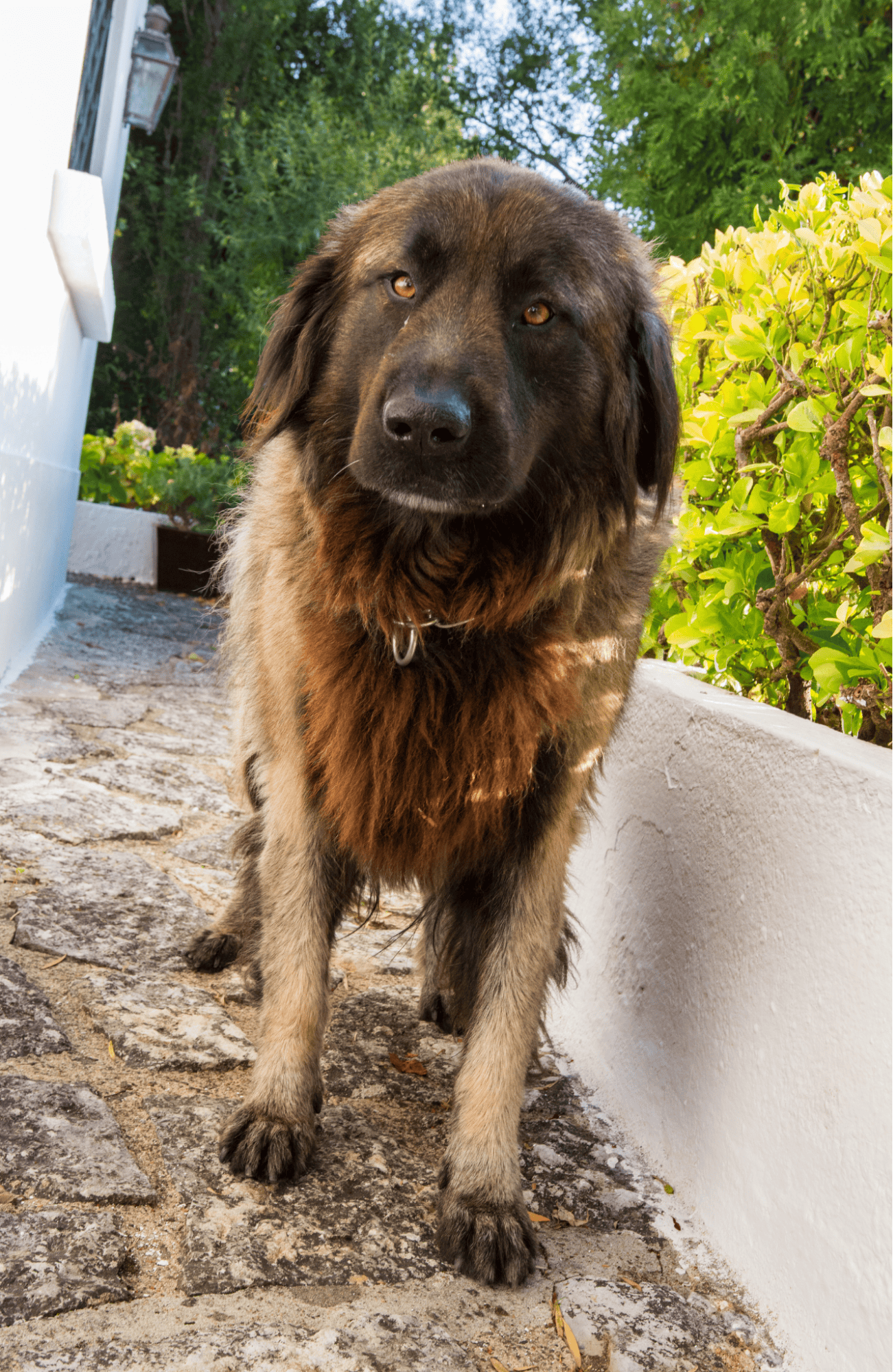 Estrela Mountain Dog health
