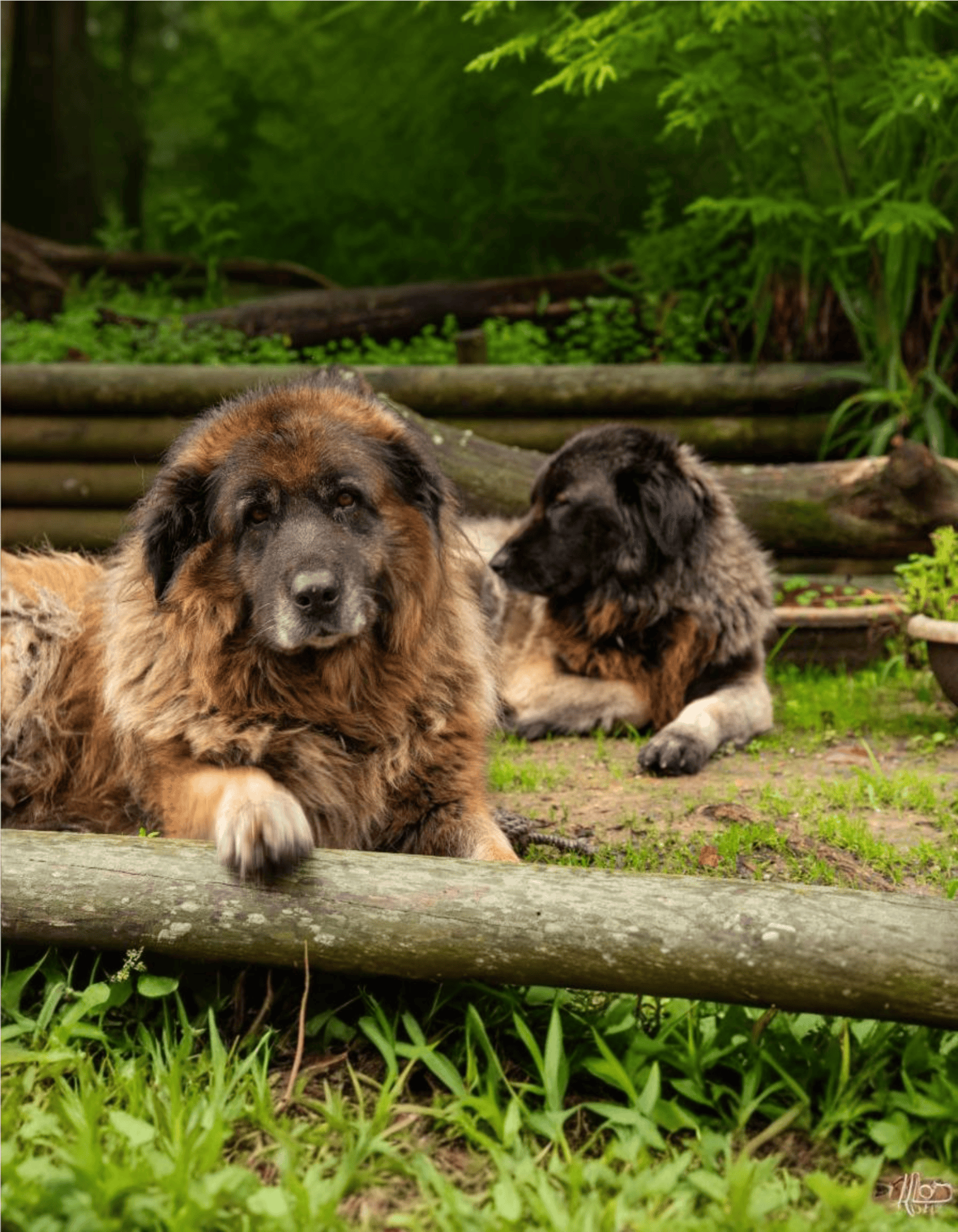 Adorable big and small dogs relaxing on a wooden log in lush green park. Perfect for pet care and dog rescue awareness.