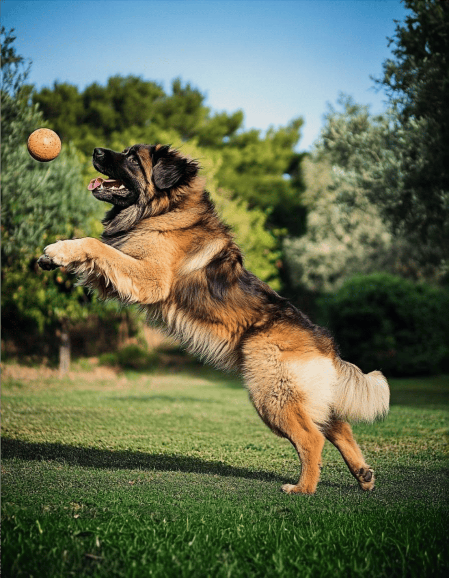 A happy German Shepherd jumping to catch a ball in a green park.