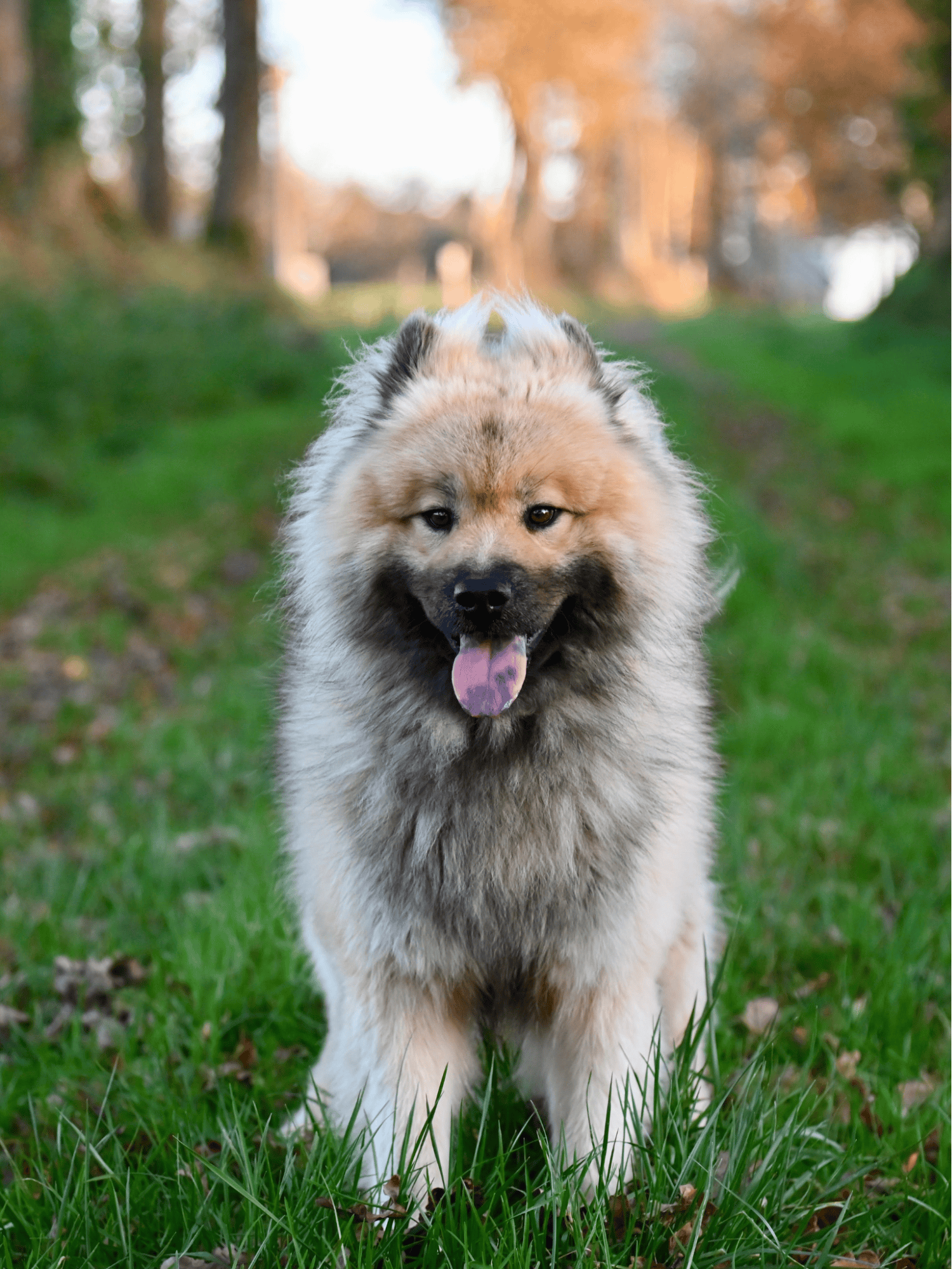Eurasier overview