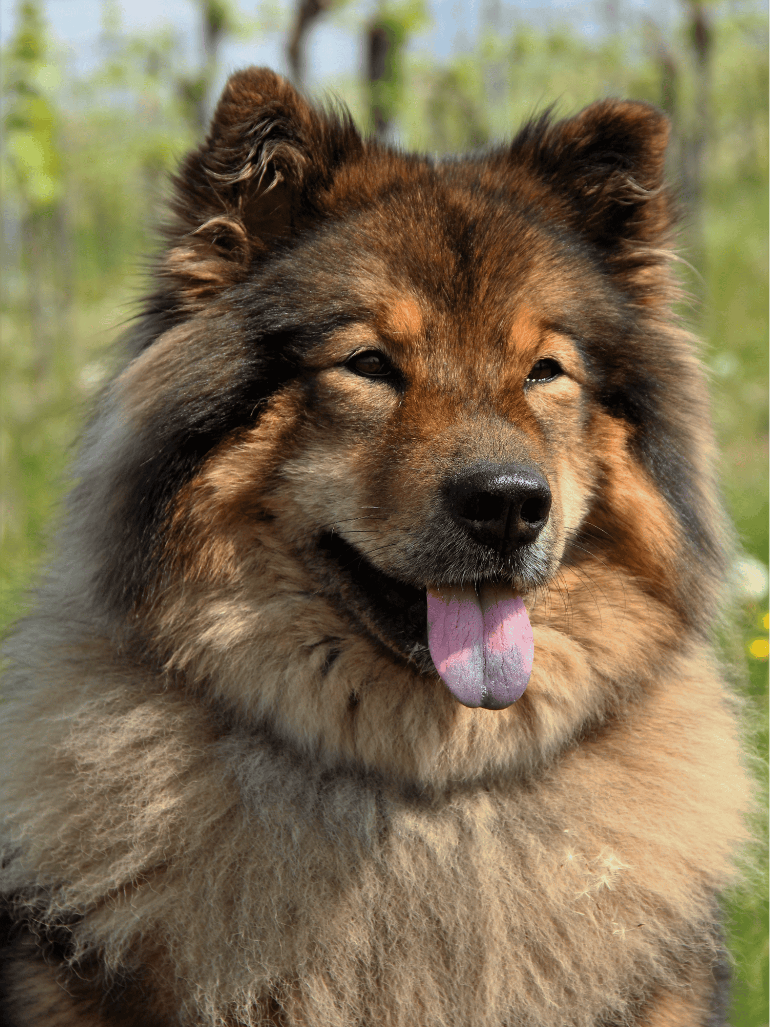 Eurasier characteristics