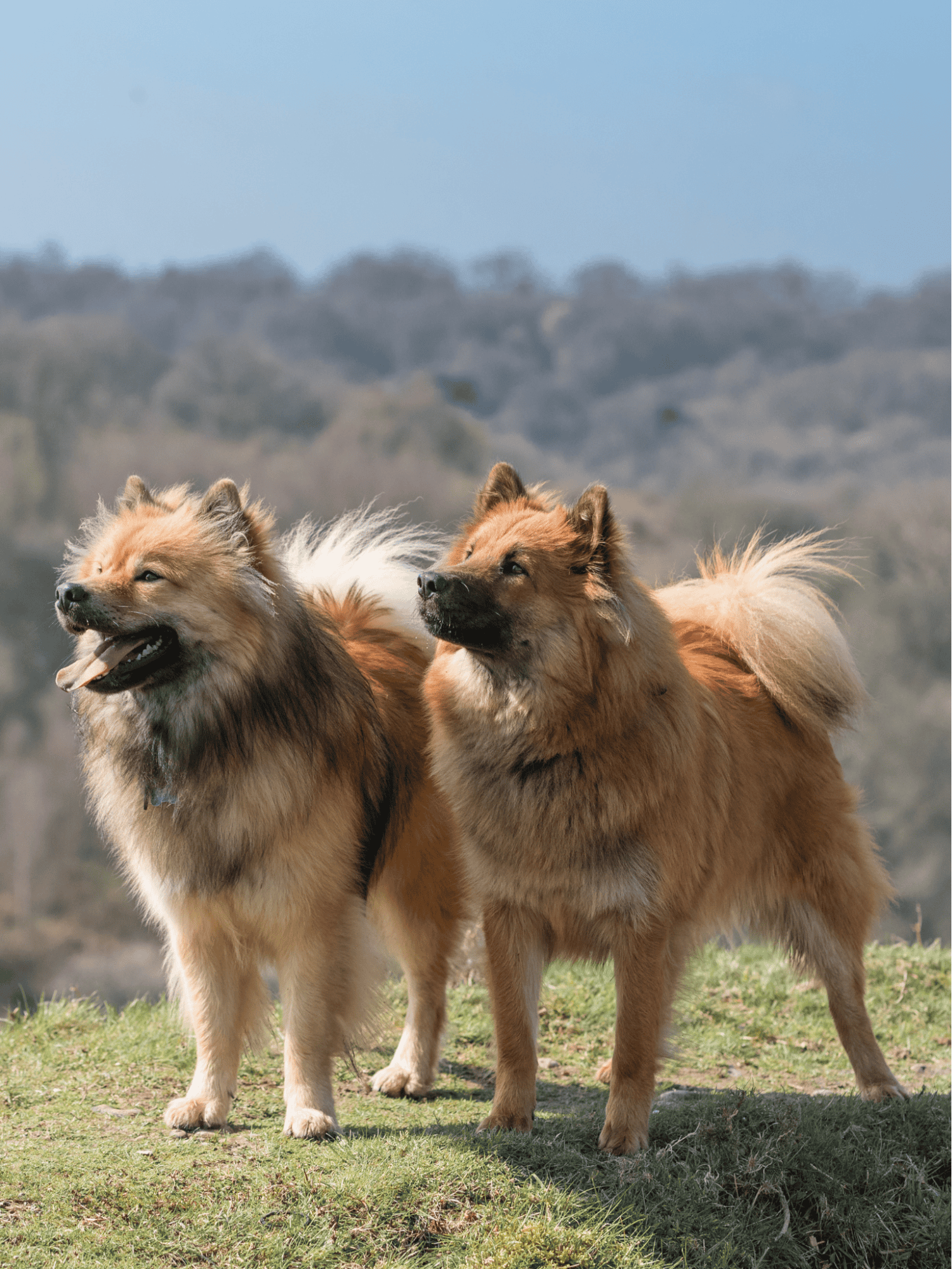 Eurasier Does This Breed Get Along With Other Pets